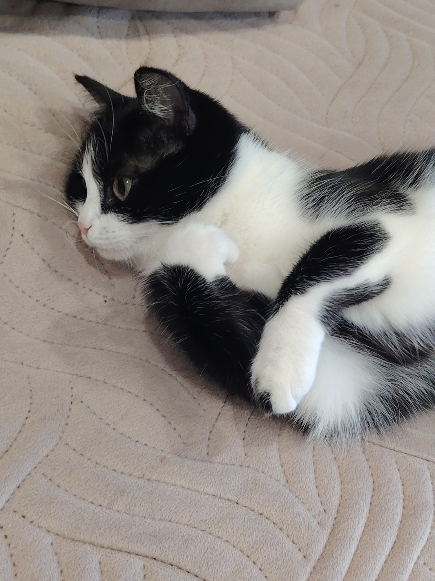 A black and white cat is lying on a beige textured blanket. The cat is curled up with its paws tucked in, and its head is turned to the left, looking away from the camera. The cat's fur is predominantly white with large black patches on its back, head, and tail. Its eyes are green, and its nose is pink. The blanket appears to be a soft material with a diamond-shaped quilted pattern. The lighting in the image is soft and natural, suggesting an indoor setting. The background is slightly blurred, focusing attention on the cat.