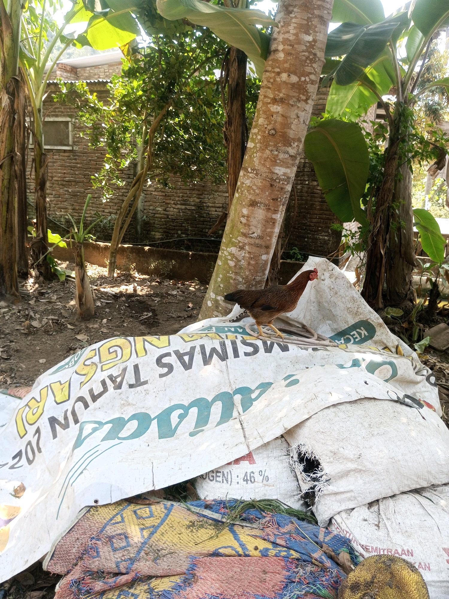 In the village of Karangsari, Indonesia, a brown hen stands on a large, white tarp with text in yellow and blue. The tarp is partially covering several sacks and a woven mat with a geometric pattern. The scene is outdoors, with banana trees and other foliage visible in the background. A brick building with a window is also present. The ground is covered with dirt and dried leaves. The hen is facing to the left and appears alert.