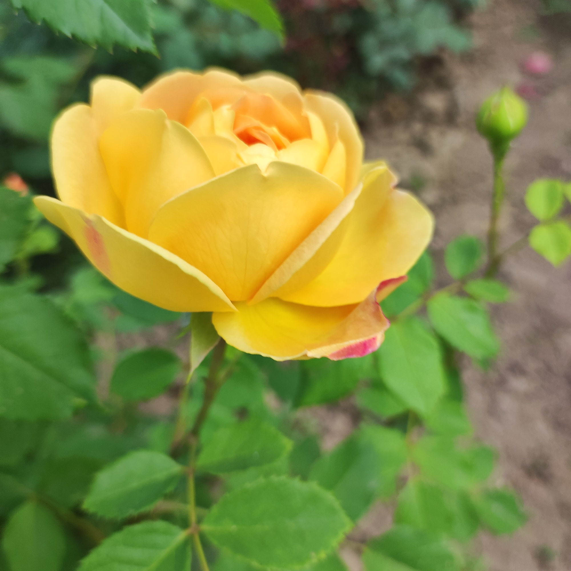 The media file is a close-up, eye-level shot of a vibrant yellow rose in bloom. The rose is the primary subject, positioned in the left half of the frame, with its petals unfurling to reveal a deeper orange hue towards the center. Subtle hints of pink blush are visible on the edges of a few outer petals. The rose sits on a stem surrounded by lush green leaves, some of which are blurred in the foreground and background due to the shallow depth of field.
To the right of the rose, a single green rosebud is visible, slightly out of focus, hinting at future blooms. The background consists of blurred earth and more greenery, suggesting a garden or natural setting. The lighting appears to be natural daylight, possibly overcast or diffused, as there are no harsh shadows.
The scene evokes a sense of natural beauty and the quiet unfolding of growth. There is no visible text, people, or specific activity taking place beyond the natural state of the flora. The location context of Navoloki, Russia, might suggest a temperate climate where such roses would thrive. The overall mood is peaceful and serene, focusing on the delicate details of the rose.