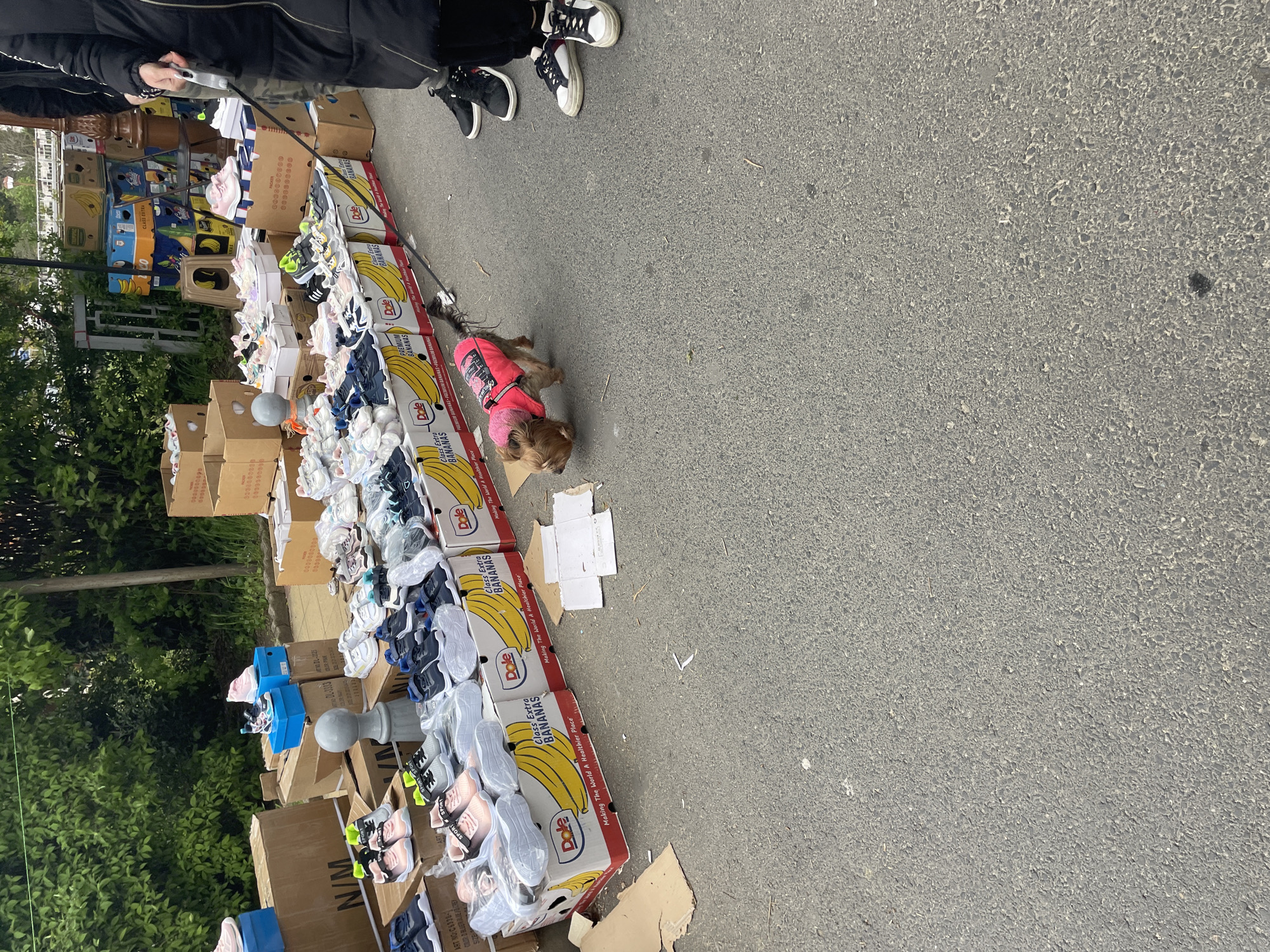 The image shows an outdoor street scene in Zlatograd, Bulgaria. Along the edge of the asphalt street, there are rows of cardboard boxes, primarily Dole banana boxes, stacked and filled with shoes for sale. A small dog wearing a pink vest is on a leash and stands near the boxes. Two people are visible from the knees down, wearing sneakers and dark clothing. The background includes a stack of furniture, greenery, and possibly other structures.