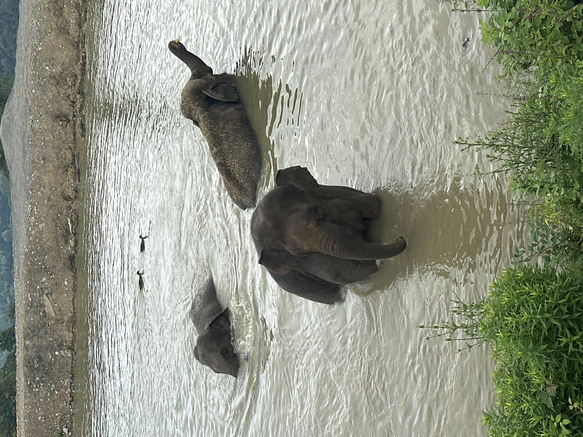 A herd of elephants is enjoying a refreshing dip in a muddy body of water. The elephants are of varying sizes, with the largest one in the center of the frame, its head and trunk submerged. Two smaller elephants are visible in the background, one partially submerged and the other swimming. The water is murky and brown, with ripples indicating movement. In the distance, a rocky embankment rises from the water, with trees and vegetation visible at the top. Two ducks are also present in the water, swimming alongside the elephants. The scene appears to be a natural habitat or a sanctuary.