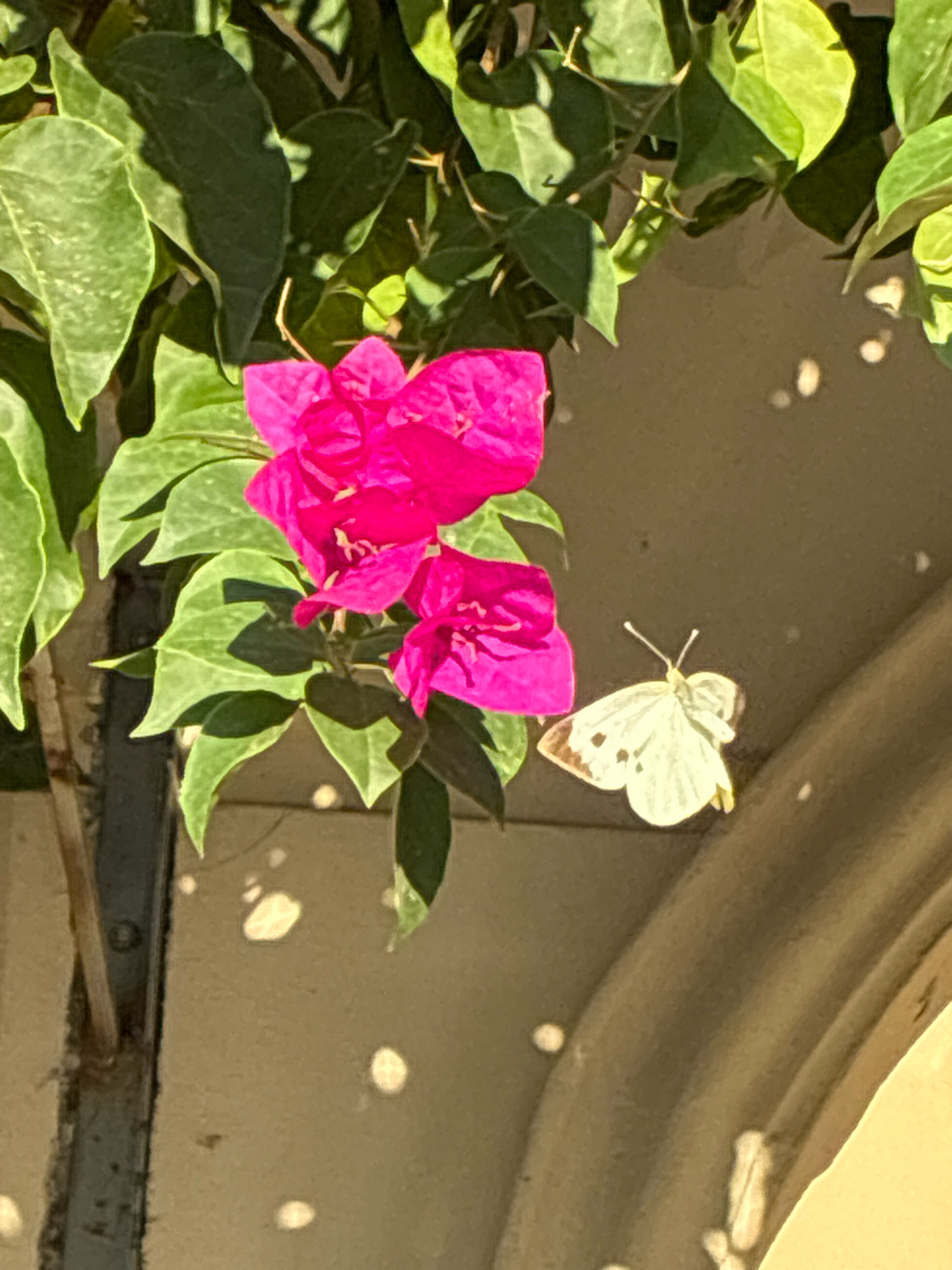 An outdoor, close-up, slightly high-angle shot shows bright pink bougainvillea flowers and green leaves against a textured, beige wall and a dark, vertical support structure. To the right of the flowers, a small, pale yellow butterfly with dark spots on its wings rests on the wall, its antennae extended. The wall has a curved, lighter section on the right side of the frame and is dotted with circular light reflections. The scene is bathed in natural light, casting shadows from the leaves and flowers. The overall impression is one of natural beauty found in a garden or public space in Alanya, Turkey.