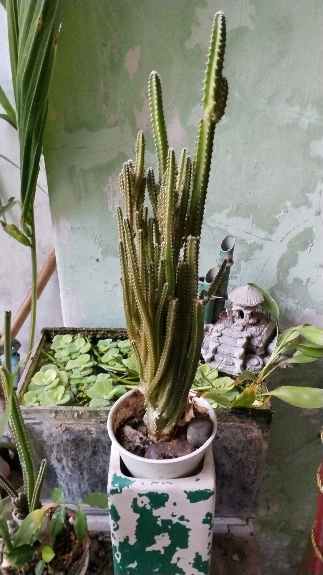 In the city of Penompo, Indonesia, a close-up, eye-level shot captures a collection of potted plants arranged against a weathered, pale green wall. The central focus is a tall, slender cactus with numerous ribbed stems, potted in a white container that sits on a decorative white stand with green distressed paint. To the left of the main cactus, a smaller cactus is visible, partially obscured. In the background, a rectangular planter is filled with lush green aquatic plants, and to the right, a miniature stone fountain with a pagoda-like structure is situated next to a leafy plant. The overall impression is one of a verdant, outdoor display in a somewhat aged setting.