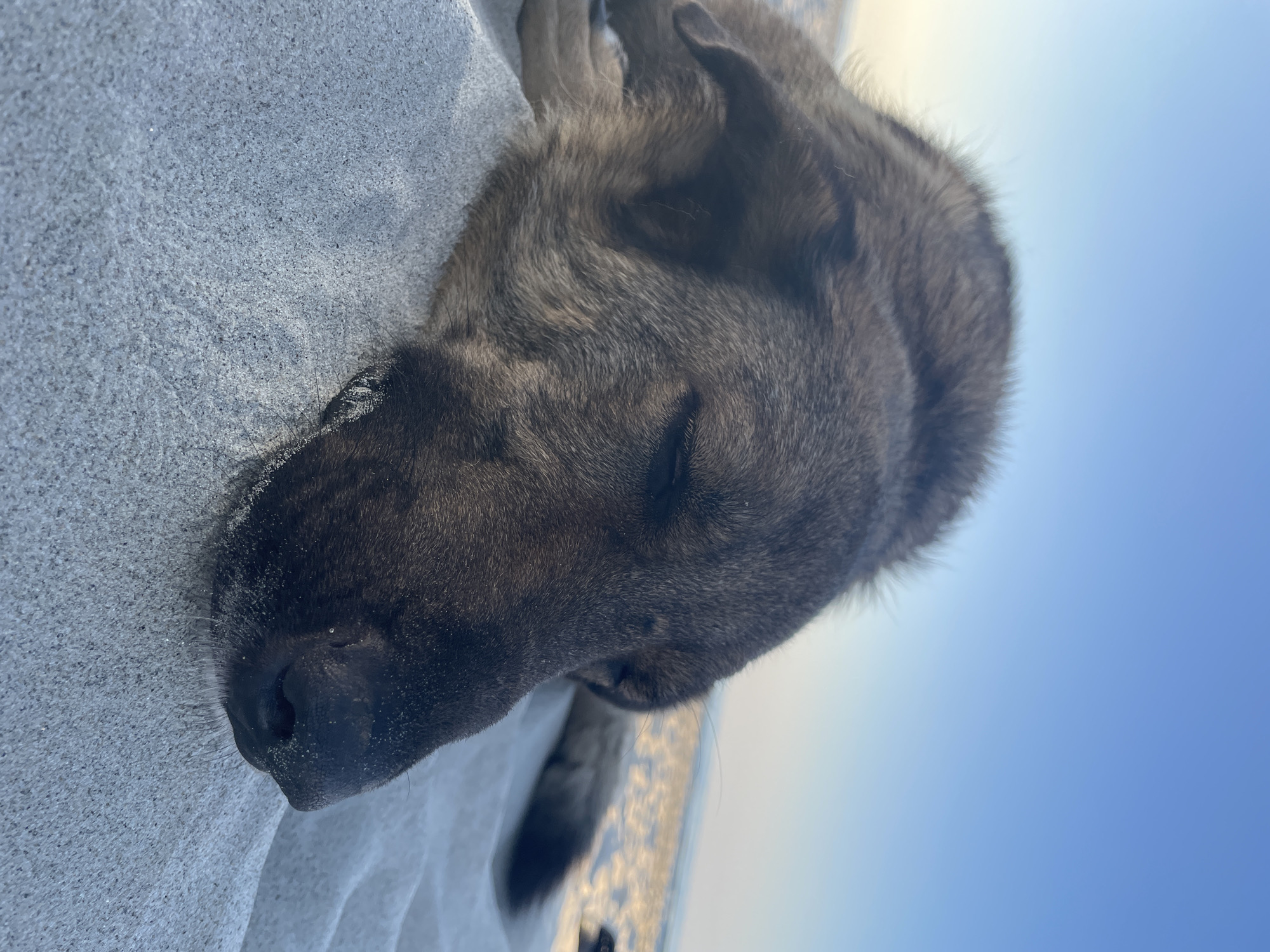 A close-up, eye-level shot captures a dog resting on a sandy surface, likely a beach, under a clear blue sky. The dog, a mix of brown and black fur, is lying down with its eyes closed, appearing to be asleep. Its head is positioned in the foreground, with its nose and part of its snout visible. The sand is light-colored and textured, with a few grains adhering to the dog's fur and nose. In the background, a blurred expanse of sand and water stretches towards the horizon, with the faint outline of the sea and a bright, hazy sky. The overall scene evokes a sense of peacefulness and relaxation. The location is described as Unknown, Greece.