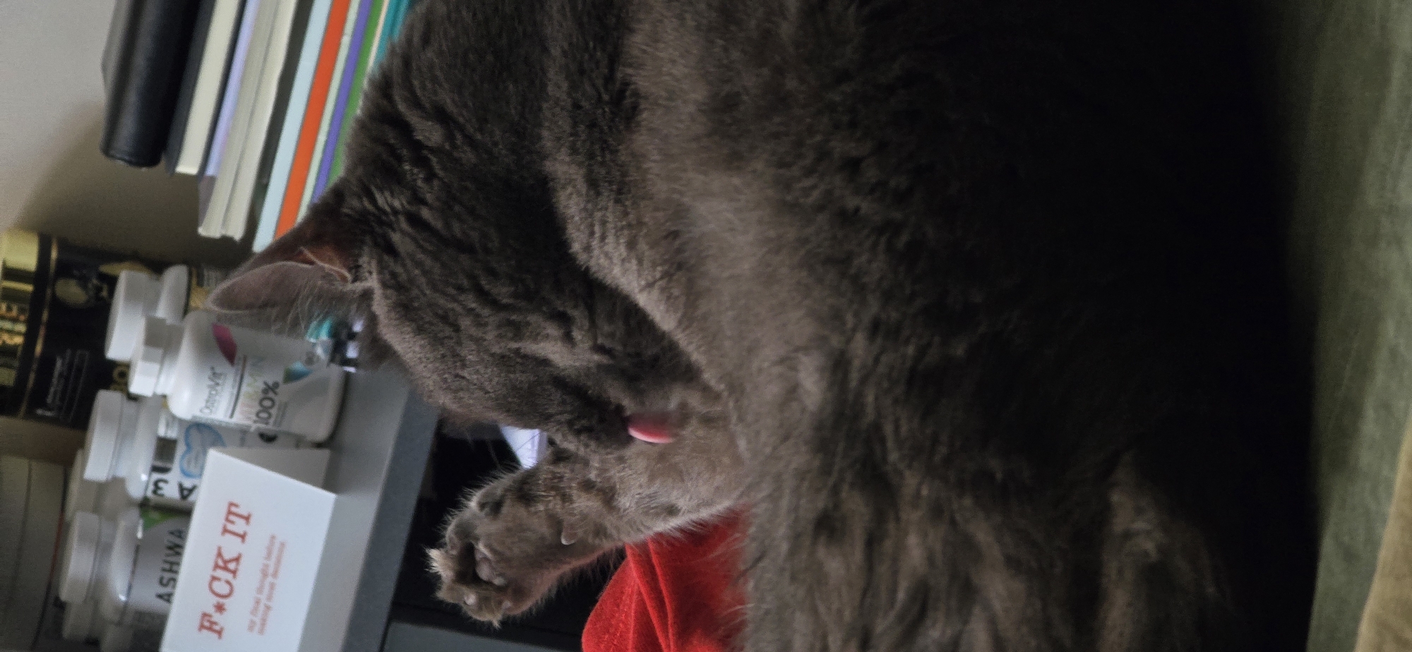 A grey, long-haired cat is lying on a red surface and licking its paw. The cat is in the foreground, with its head turned down and its tongue out. In the background, there are several bottles of supplements on a shelf, along with some books. The scene appears to be indoors, possibly in a home environment. The image does not provide any information about the location in the city of Vratsa, Bulgaria.