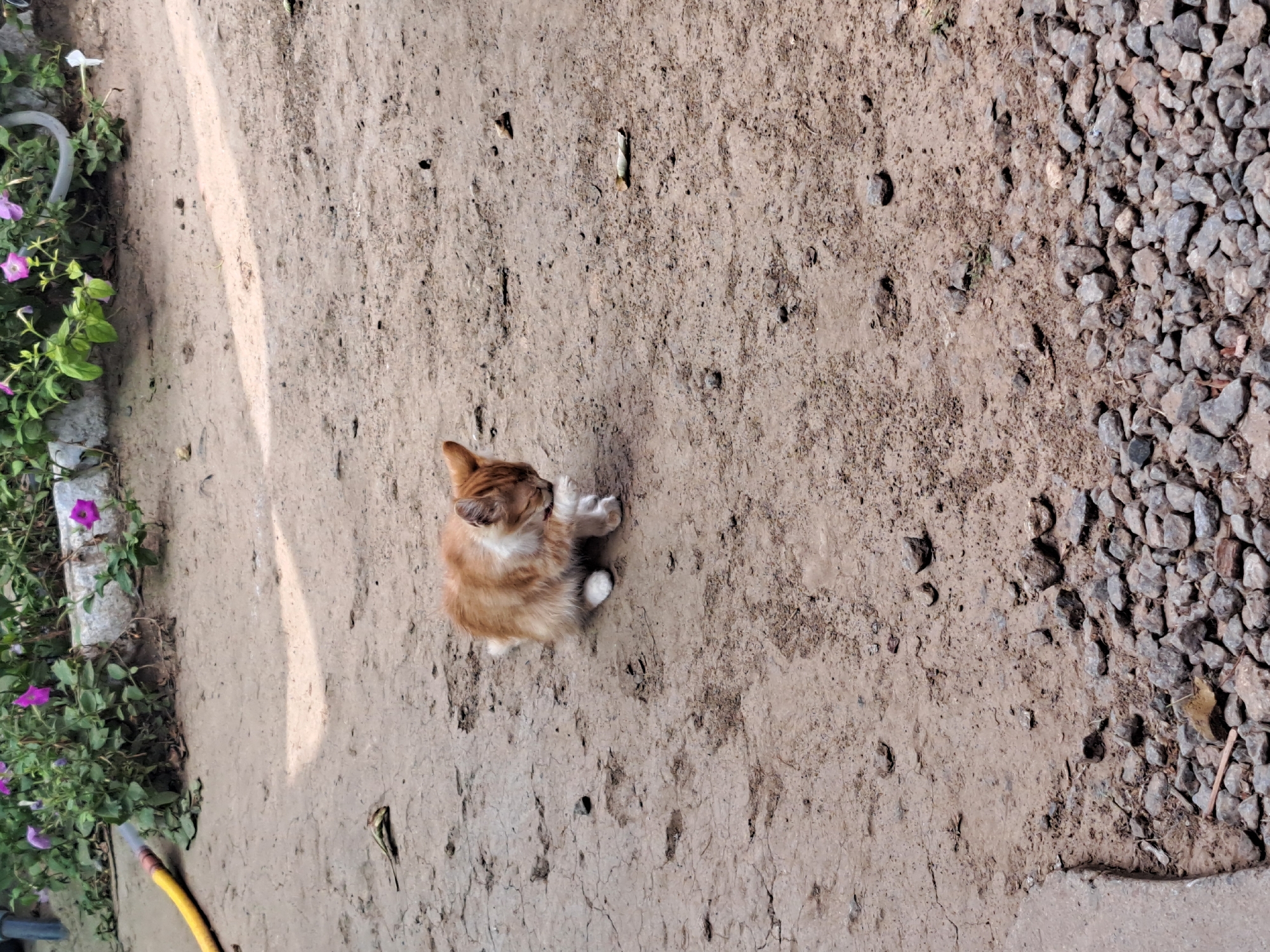 A ginger and white kitten is grooming itself on a patch of dry, cracked dirt. The kitten is positioned in the center-right of the frame, facing towards the right with its head down, licking its front paw. Behind the kitten, in the upper portion of the image, is a bed of green plants with several bright pink petunia flowers. To the left of the plants, a yellow hose lies on the ground. The ground is a mixture of dirt, small stones, and gravel. The scene appears to be an outdoor area, possibly a yard or garden, in Vypasne, Ukraine.
