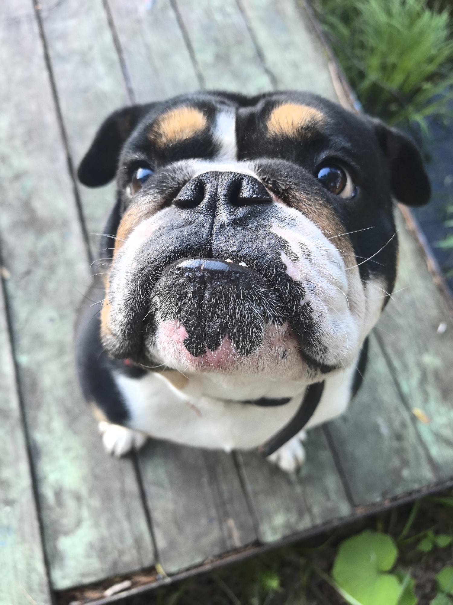 A tri-color English Bulldog is looking directly into the camera while sitting on a weathered wooden surface. The dog has a black, brown, and white head and face, with a wrinkled snout. The body is white with black markings. The dog is wearing a black collar. The background consists of a weathered wooden deck or platform, with some greenery visible around the edges. The location and city name are irrelevant, and not determinable from the image.