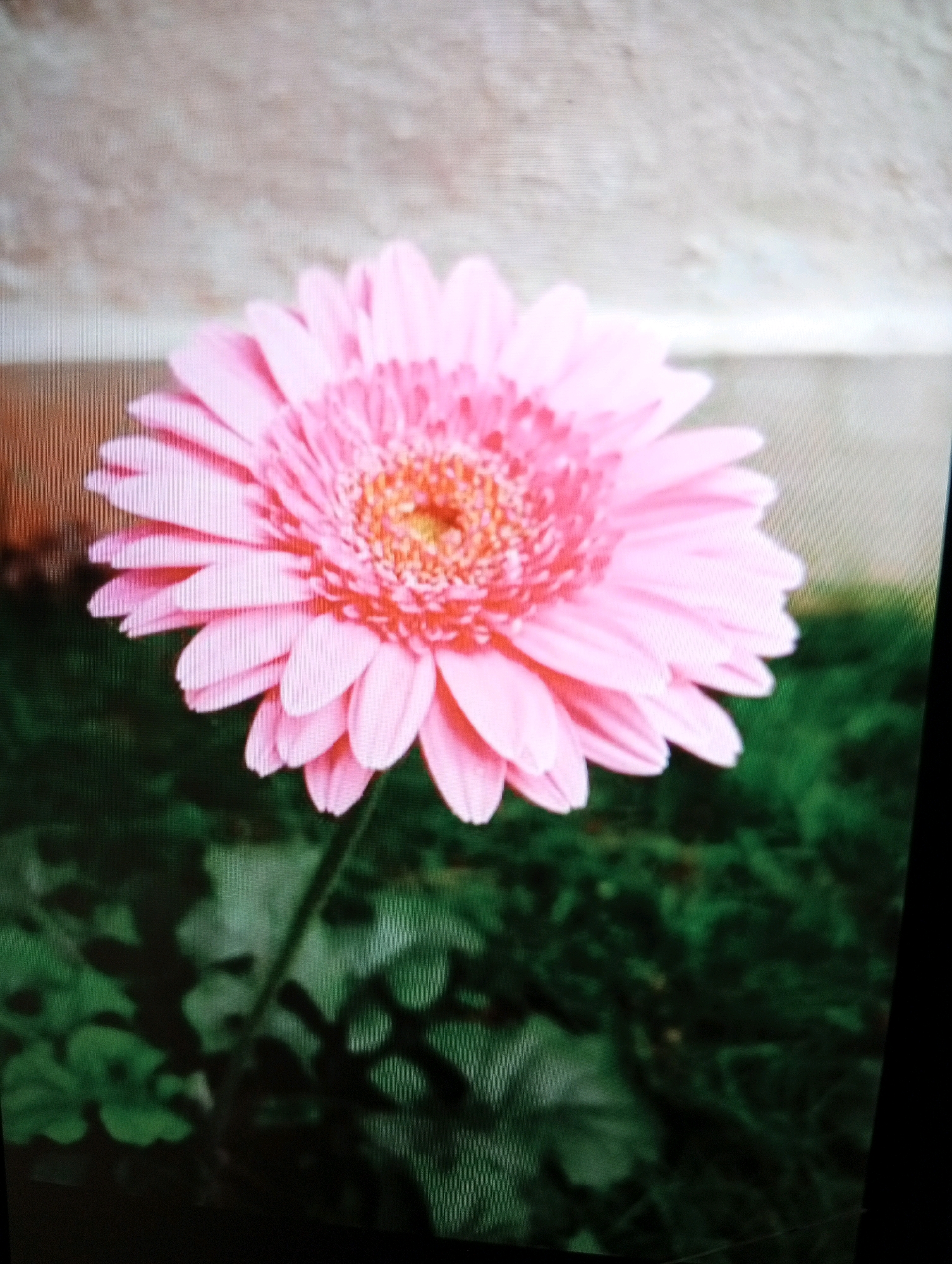 A close-up, slightly blurry photograph shows a single, vibrant pink gerbera daisy in full bloom, positioned in the center of the frame. The flower's petals radiate outward from a bright orange-yellow center. Behind the flower, a textured, light-colored background, possibly a wall, is visible, with a darker green, out-of-focus area suggesting foliage or a garden below. The image is oriented vertically, with the flower taking up the majority of the upper half. There is no discernible location in Larkana, Pakistan, or any identifiable human presence in this photograph.