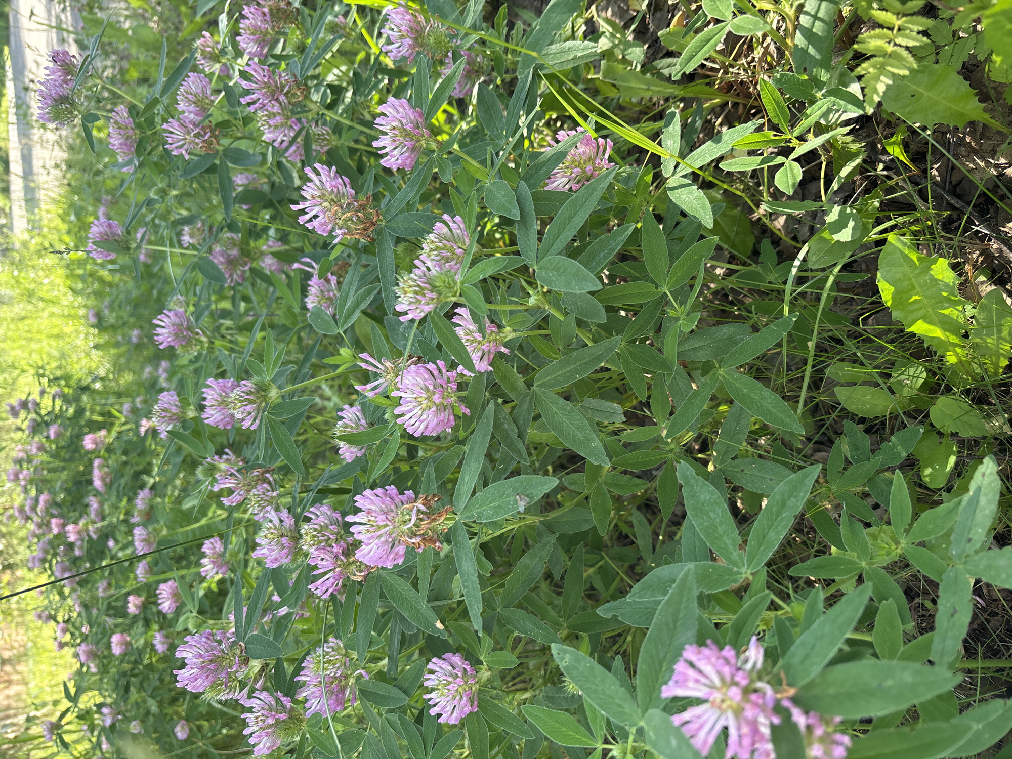 A low-angle medium shot captures a dense field of red clover flowers (Trifolium pratense) in bloom, with their characteristic pinkish-purple globular flower heads. The clover plants are the dominant subject, filling the frame from edge to edge. Their green trifoliate leaves are clearly visible, providing a lush backdrop to the flowers. Some of the flowers appear in sharp focus in the foreground, while others recede into a soft blur. The environment appears to be a natural or semi-natural area, possibly a meadow or a roadside verge. The background suggests dappled sunlight filtering through foliage and tall grasses, indicating an outdoor setting in a vegetated area. The lighting suggests it is daytime, possibly late afternoon or early morning due to the quality of light. There are no people, animals, or man-made structures immediately apparent in this close-up view of the flora. The image does not provide specific geographic markers that would allow for precise localization within Vsevolodovo, Russia.