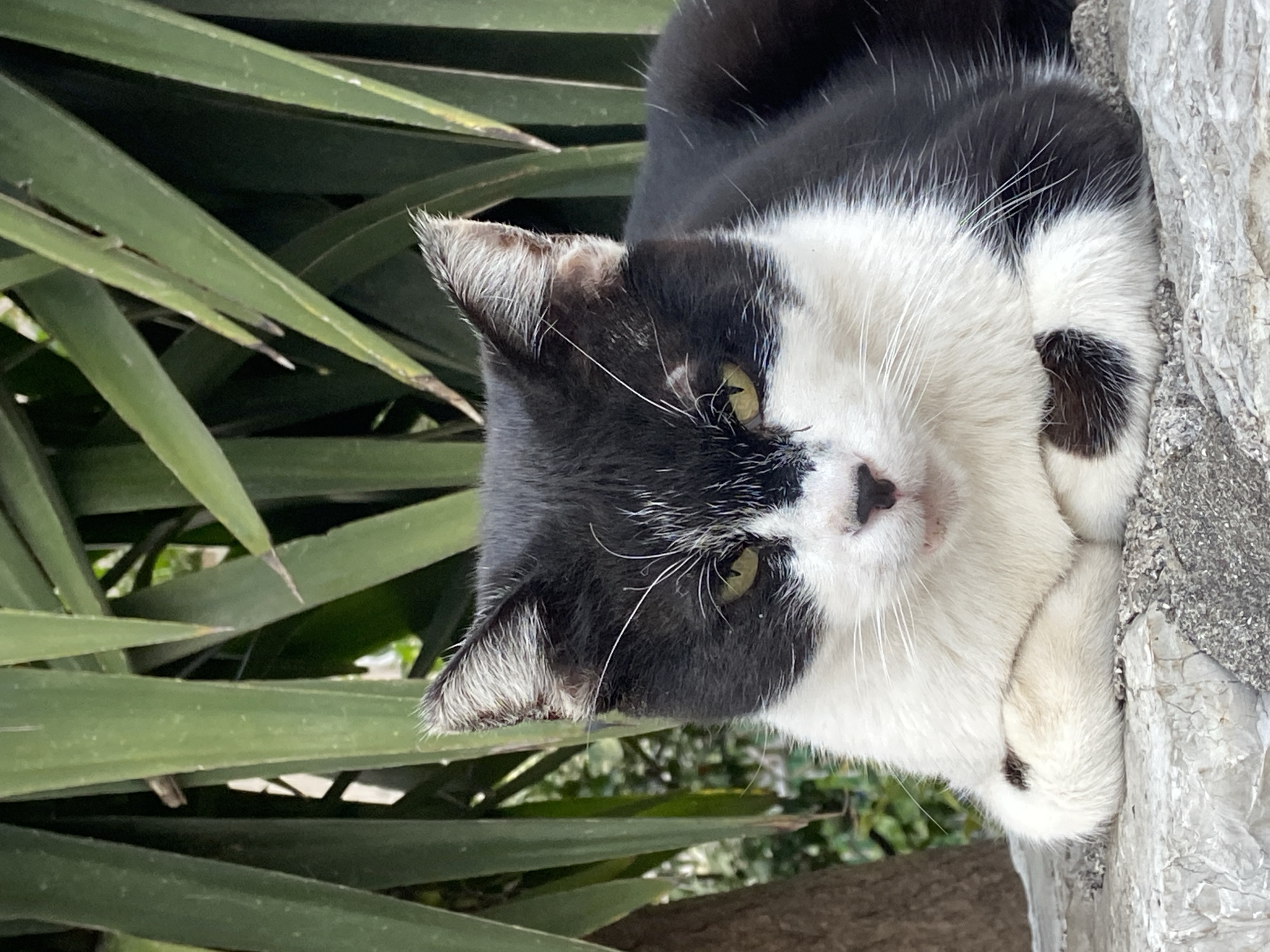 A medium shot depicts a black and white cat perched on a stone surface. The cat's face is primarily white with black patches on its head and a black spot on its nose. Its eyes are green. The cat's white paws are folded beneath its chin, resting on the stone. Behind the cat, there are green, sword-like leaves, indicating a possible garden or park setting. The image is rotated, so the cat appears sideways. Given the presence of stone and lush vegetation, this photo may have been taken in a park or a garden in Budva, Montenegro, although without additional context, the location cannot be definitively determined.