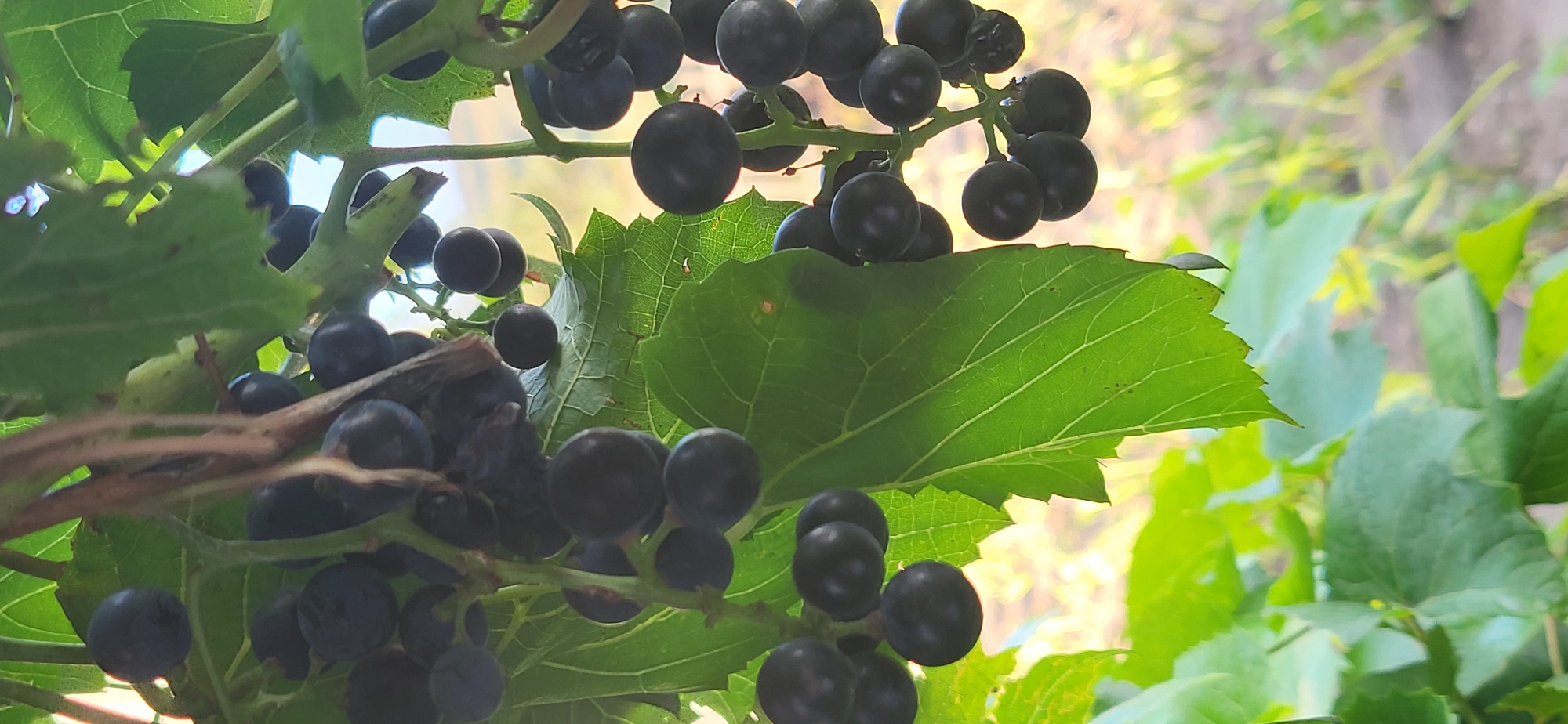 A close-up, vertical shot shows clusters of dark purple grapes hanging from a vine amongst bright green leaves. The grapes are round and appear ripe, with some showing a slight sheen. The background is softly blurred, revealing hints of more greenery and what looks like a dirt path or ground. The lighting suggests it is daytime, with sunlight filtering through the leaves. The image is taken from a low angle, looking up at the grapes and vine. There are no people or animals visible in the frame. The overall scene depicts a natural vineyard setting.