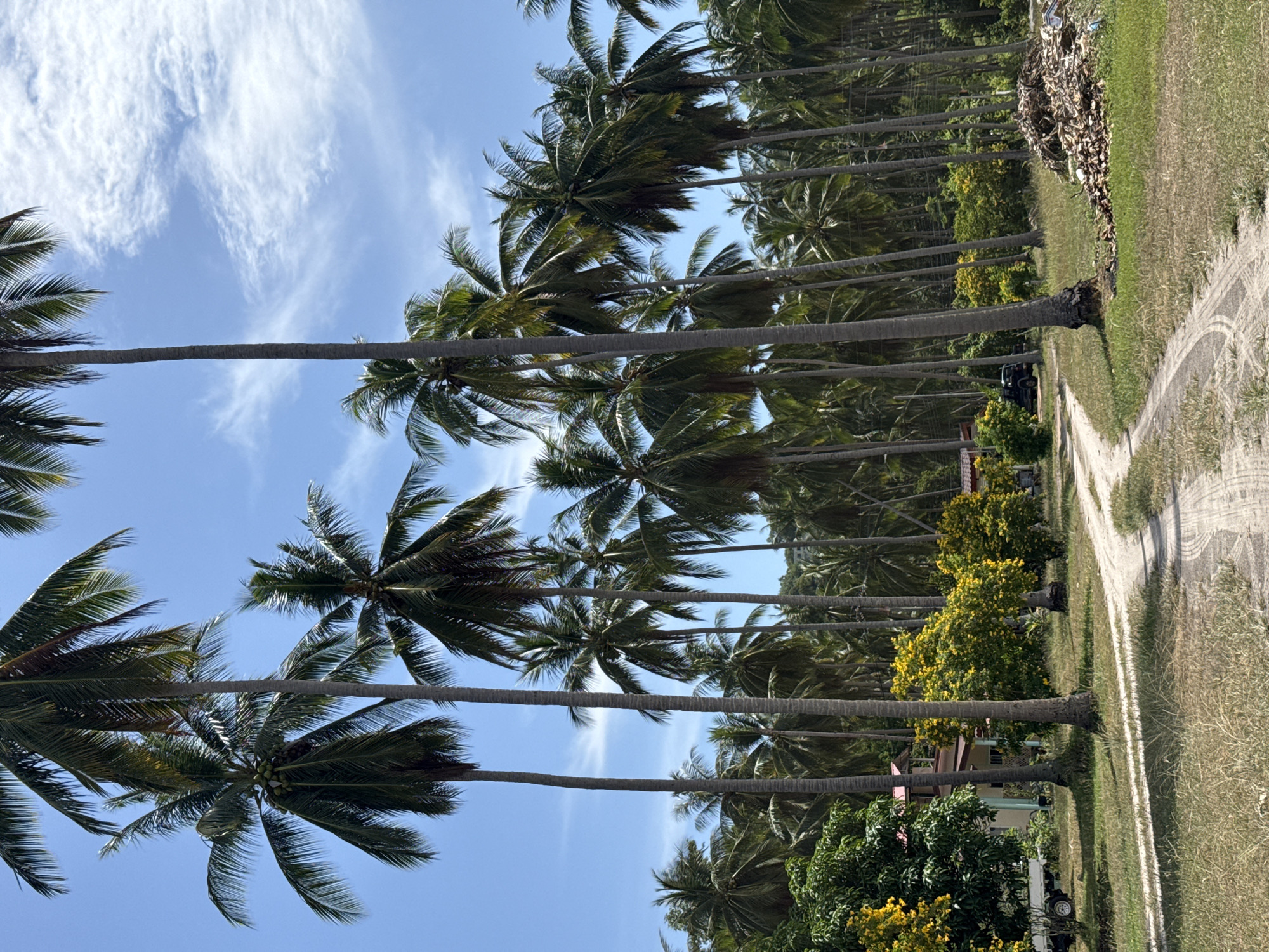 The image depicts a rural scene in the Ko Samui District of Thailand. A dirt road, marked with tire tracks, winds through a landscape dominated by numerous tall coconut palm trees. In the background, a dense grove of palms stretches towards a distant hillside. On the left side of the road, a light-colored building with a red roof and a white truck are visible amongst lush green foliage and bright yellow flowering trees. Further to the right, a pile of dried palm fronds and debris sits near the edge of the road. The sky is a clear blue with scattered wispy clouds. No people are visible in the image.