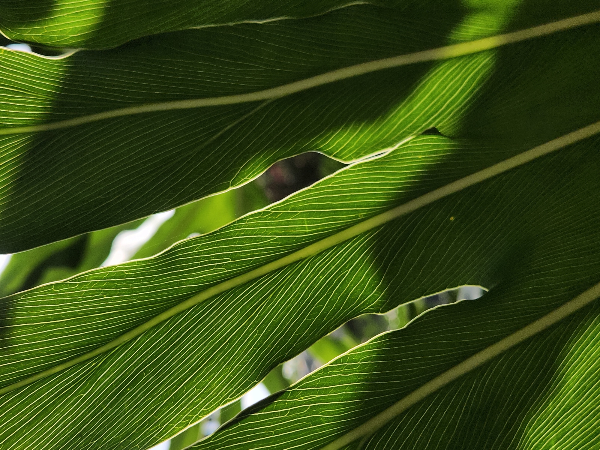 The image is a close-up, angled shot of large, vibrant green leaves with prominent, thin, yellowish veins. The leaves overlap, creating a sense of depth and texture. Sunlight filters through the leaves, highlighting the intricate vein patterns and casting shadows. The background is softly blurred, suggesting an outdoor environment with greenery and possibly some sky or other foliage. No people, animals, or man-made objects are visible. The location in Altamonte Springs, United States of America, is not discernible from the image itself.