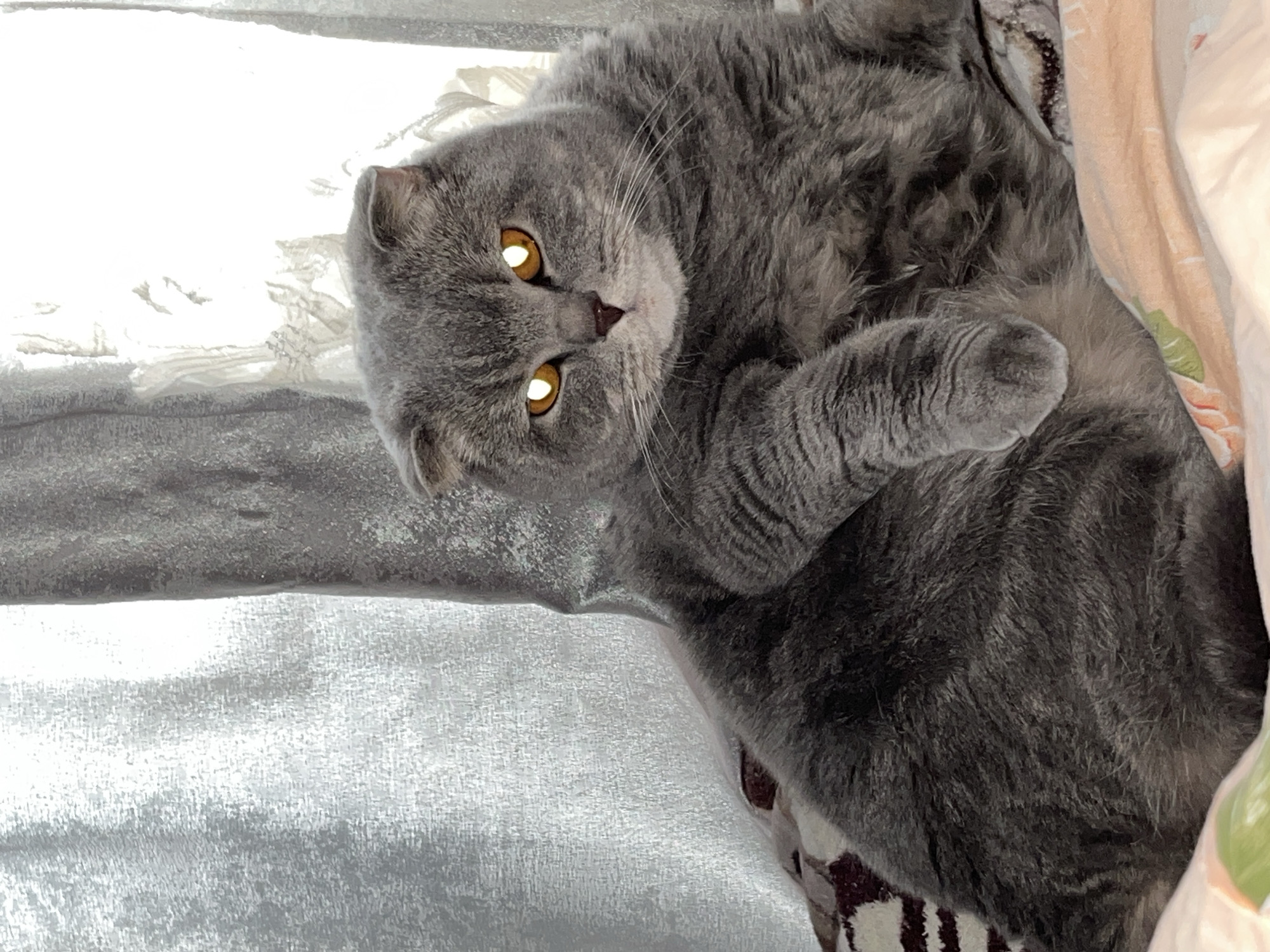 A gray Scottish Fold cat is captured in a relaxed pose, lying on its back or side on a bed or soft surface. The cat, with its characteristic folded ears, looks directly at the camera with an alert and curious expression. Its eyes glow intensely with a bright yellow-orange reflection, indicating the use of a flash in low light. The cat's fur is a uniform charcoal gray, and its whiskers are visible against its face. One paw is curled gently near its chest.
The cat is resting on contrasting textures: a light gray or silver textured fabric is visible on the left side of the frame, while to the right, a patterned blanket or sheet in shades of peach, cream, and possibly some subtle green or red floral motifs provides a warmer backdrop. The setting is indoors, suggesting a home environment such as a bedroom or living room in Chaikovsky, Russia. There is no visible text in the image. The time of day is not explicitly discernable, but the cat's glowing eyes suggest indoor lighting conditions.