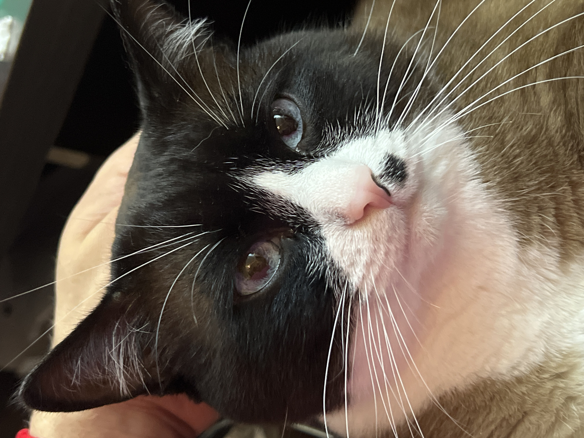 The image is a close-up portrait of a black and white cat with blue eyes. The cat is being petted by a human hand, visible at the top left of the frame. The cat has distinct black markings on its face, around its ears, and across its back, contrasted with white fur on its chest and muzzle. Its whiskers are long and white. The background is dark and blurred, suggesting an indoor setting. There is no information provided about the location being Noviy, Russia.
