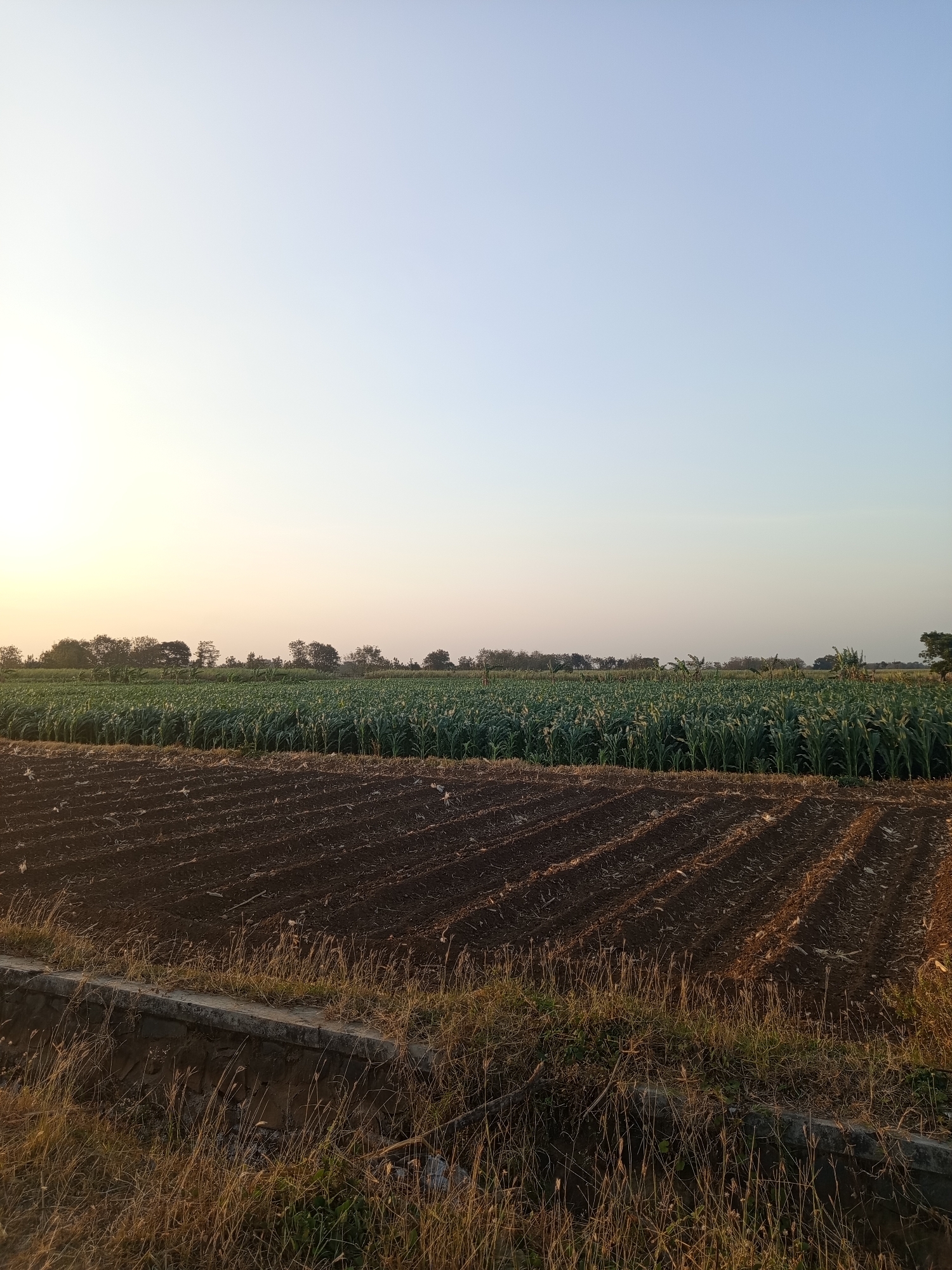A wide-angle shot captures a rural agricultural landscape at dawn or dusk. In the foreground, a field of dark soil is tilled with visible furrows, suggesting recent planting or preparation. Dry grass and weeds line the edge of a concrete irrigation channel that runs horizontally across the bottom of the frame. Beyond this tilled field, a lush, green crop, likely corn, stretches into the middle ground, its stalks standing tall and dense. A line of trees forms a distant horizon, silhouetted against the pale, gradient sky. The sky itself transitions from a soft yellow hue near the horizon, where the sun is low, to a clear, pale blue overhead. The overall impression is one of agricultural activity and natural serenity. The location is identified as Ngablak, Indonesia, which is a subdistrict in Magelang Regency, Central Java, known for its agricultural land.