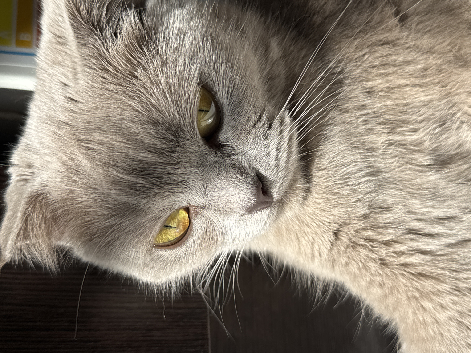 A close-up of a grey cat's face with yellow eyes. The cat is lying on a dark surface. The location is not discernible from the image. There are no people, interactions, or discernible environmental features.