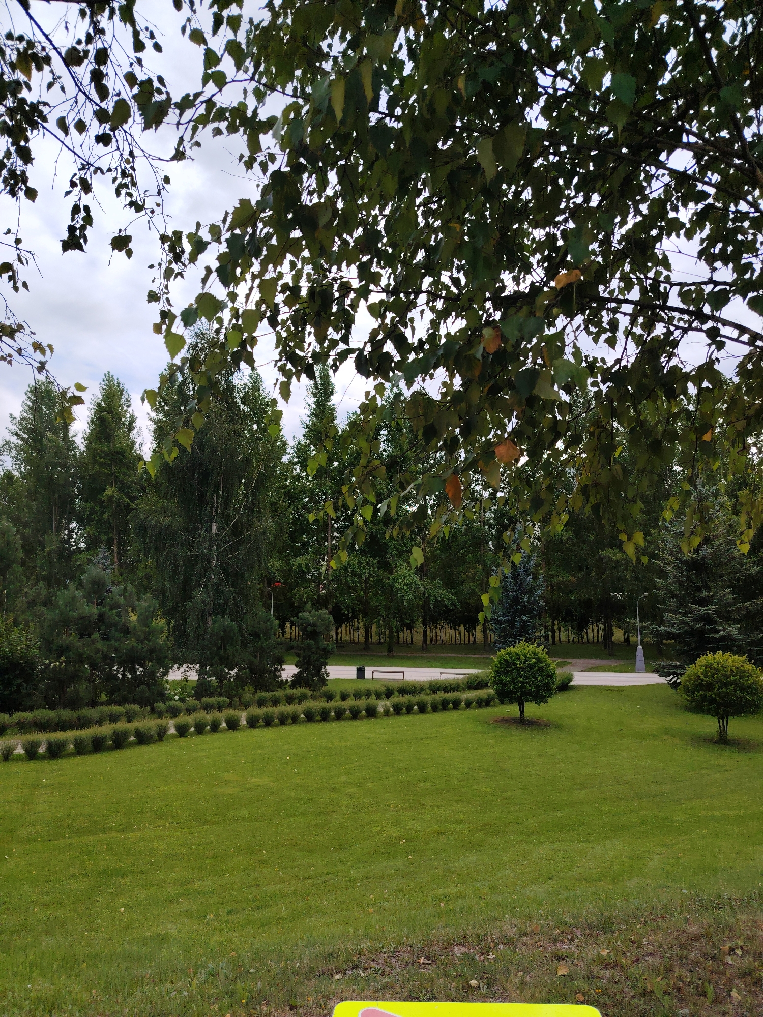 This is a photograph of a public park, likely in Zelenograd, Russia, with a focus on the natural landscape. In the foreground, a neatly manicured green lawn dominates the scene, with a border of low, dense shrubs running along its edge. Beyond the lawn, a paved pathway is visible, bordered by more manicured shrubs and trees. In the middle ground, a variety of trees are present, including tall, slender trees with dark green foliage, as well as some conifer trees. One prominent birch tree with distinctive white bark stands out amongst the others. The background consists of a dense line of trees, forming a natural backdrop. The sky is overcast, with visible clouds. A lamppost is present on the right side of the pathway, and a park bench is visible in the distance. The overall impression is one of a well-maintained, peaceful park environment.