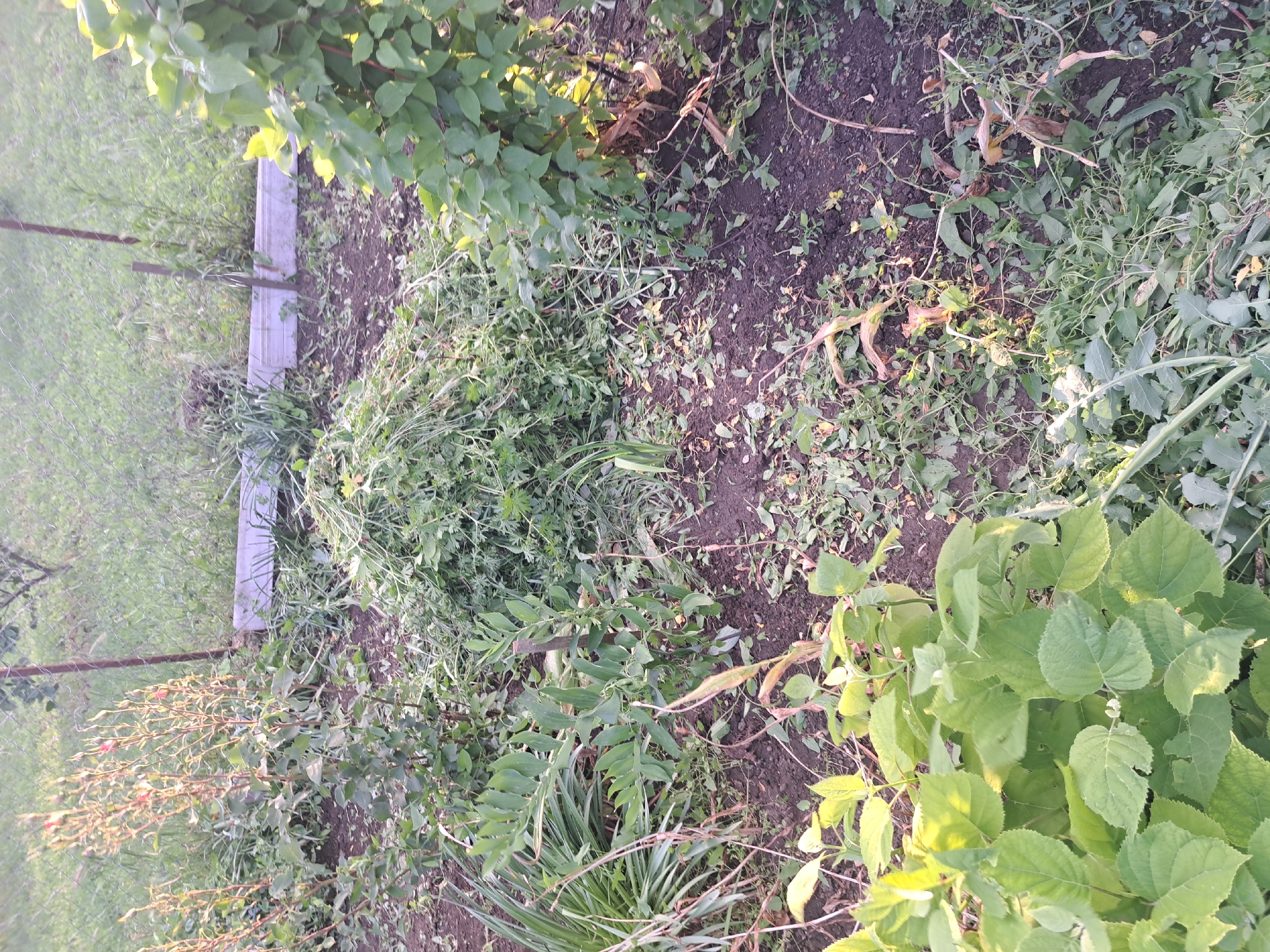 The image shows an overgrown garden in what appears to be Leningradskaya, Russia. The garden is filled with a variety of plants, including grass, weeds, and bushes with large green leaves. Some plants are dying, with wilted brown leaves. The ground is bare dirt with plant debris. There's evidence of recent trimming of vegetation. A short, grey fence made of concrete blocks borders a section of the garden.
