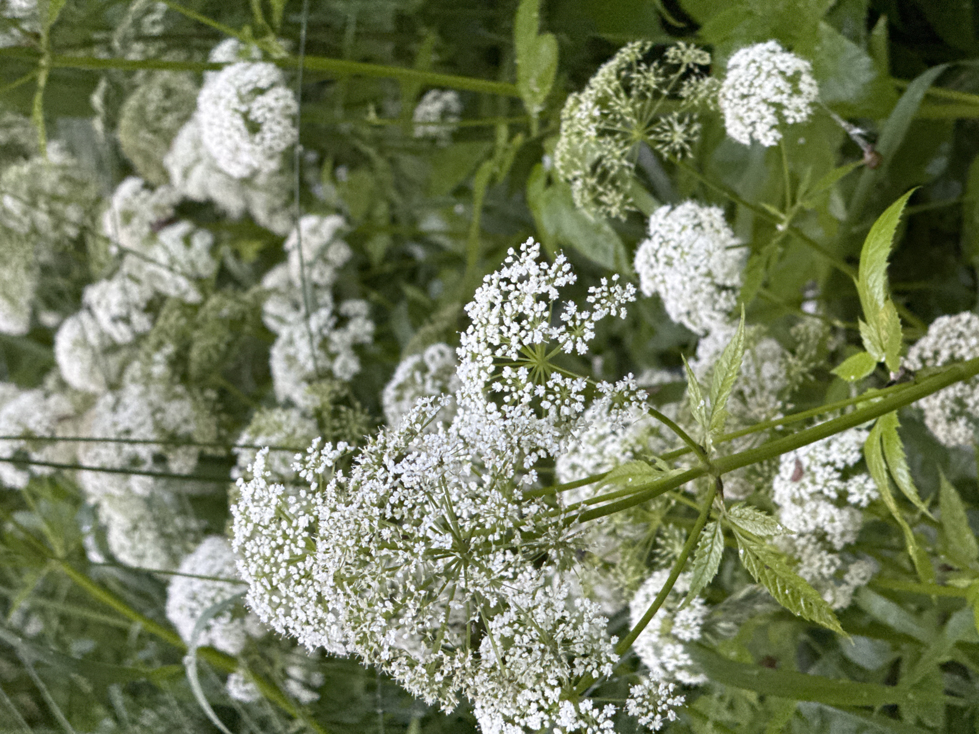 A close-up, low-angle, vertical shot captures a cluster of white flowers, likely Angelica, in a naturalistic setting. The flowers, characterized by their numerous small white florets arranged in umbels, are the primary focus. Some flowers are fully bloomed, appearing as large, rounded masses, while others are still developing or are smaller secondary clusters. The stems are green and sturdy, with some visible leaves that are serrated and compound. The background is filled with more of the same white flowers and lush green foliage, creating a dense, somewhat blurred effect that suggests a natural meadow or garden. A thin, dark wire, possibly part of a fence, runs horizontally through the middle-right of the frame, partially obscuring the background flowers. The lighting appears natural, with soft, diffused light, suggesting an overcast day or a shaded area. The image is sharpest on the central flower cluster in the foreground, with a gradual decrease in focus towards the background. There are no people or animals visible in the image. The scene is consistent with a wild plant in a natural or semi-natural environment, possibly a park or botanical garden within Moscow, Russia.