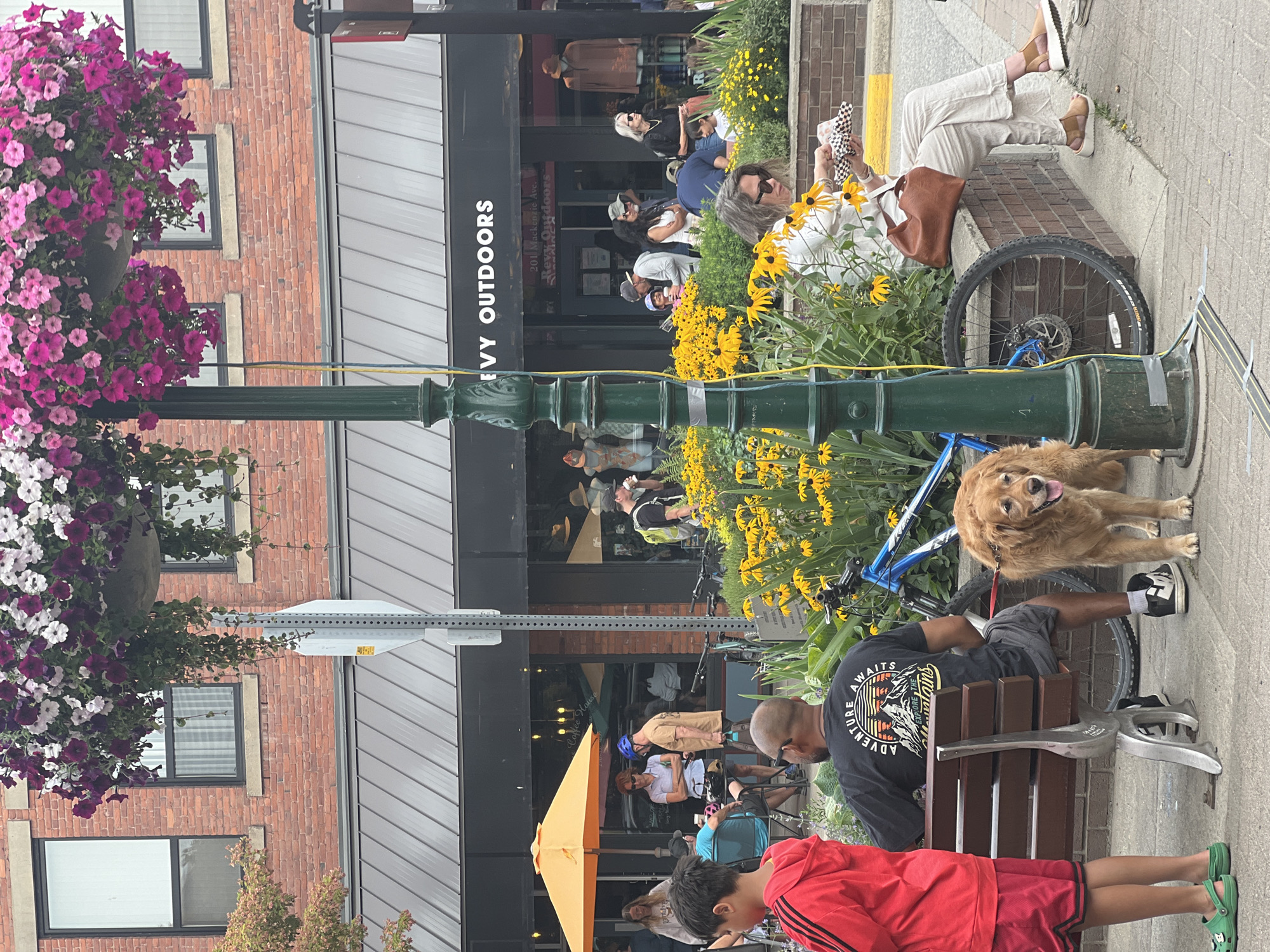 The image depicts a sunny street scene with people, a dog, and bicycles in front of a row of shops. The shops are brick buildings with large windows and awnings. The main shop visible has a sign that reads "IVY OUTDOORS" and another smaller sign with an address "201 Mackenzie Ave." above the entrance. In the foreground, a young boy in a red hooded jacket and red shorts stands to the left, facing away from the camera. To his right, a man in a black t-shirt with a mountain graphic and grey shorts sits on a park bench. A golden retriever stands next to the man on the bench, facing the camera. In the background, several people are walking, standing, and interacting. Yellow flowers are abundant in planters along the sidewalk. Hanging baskets of purple and pink flowers adorn a lamppost in the center of the image. The overall scene suggests a bustling pedestrian area.