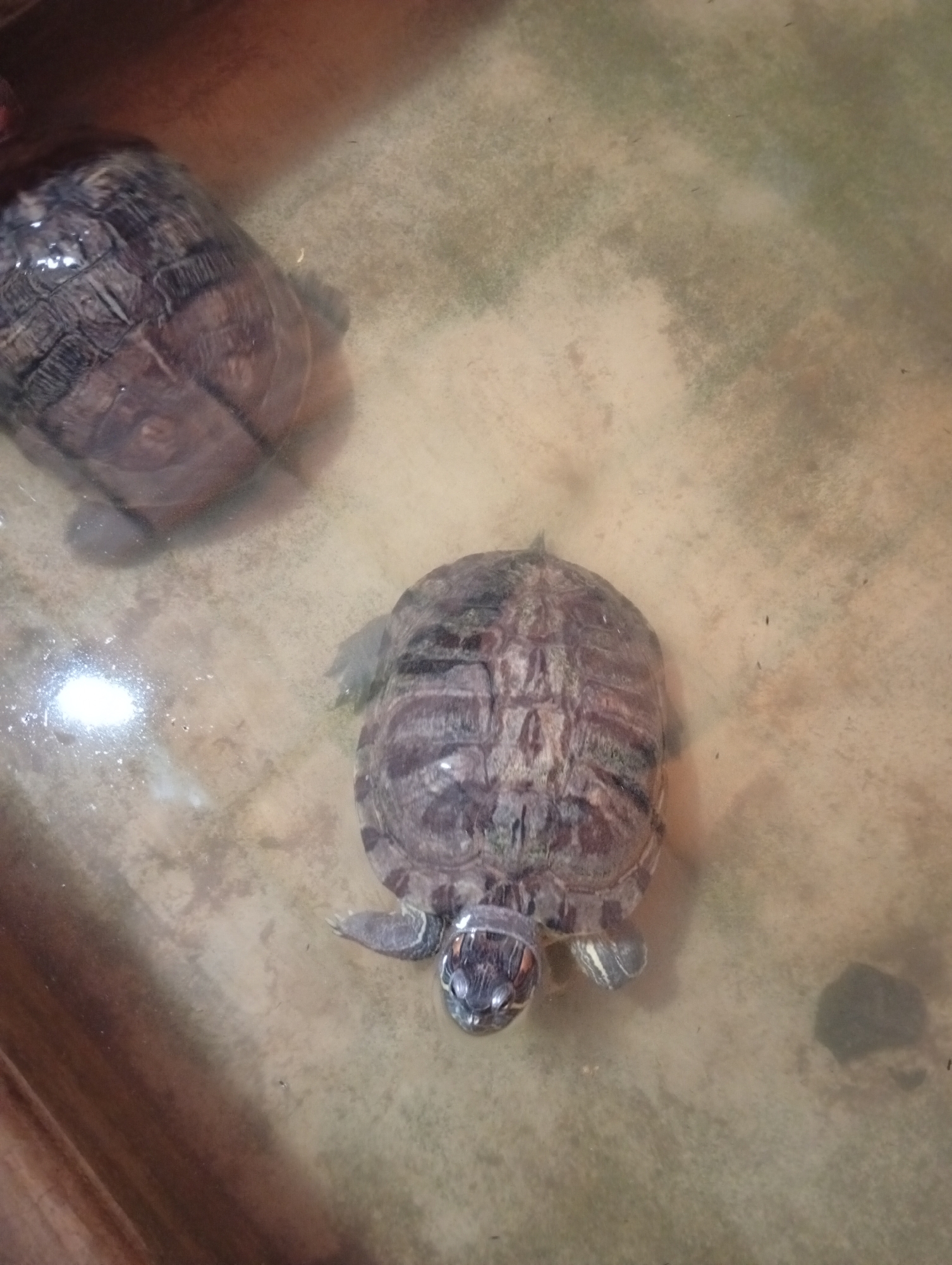 Two red-eared slider turtles are submerged in shallow, murky water, with one turtle in the foreground and another partially visible in the background. The foreground turtle is positioned facing left, with its head extended and eyes open, its limbs resting on the bottom. The background turtle is positioned further back and to the left, with only its shell and parts of its body visible. The environment appears to be an aquarium or a similar enclosed water feature, with a light reflection visible on the water surface in the lower left quadrant of the image. The location of Curug Wetan, Indonesia is not evident from the image itself.