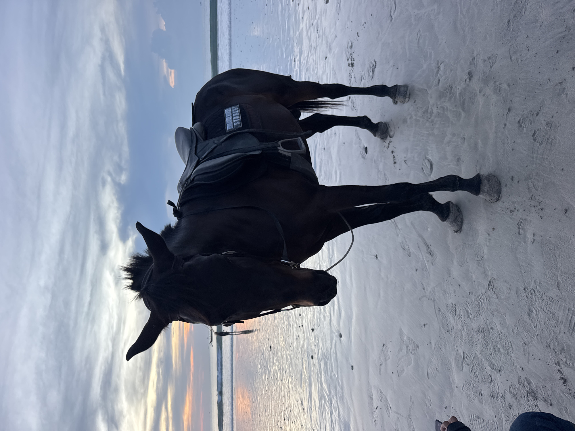A dark brown horse with a saddle is standing on a sandy beach. The sky in the background is a mix of blues, grays, and a hint of sunset colors. The ocean is visible in the distance, where it meets the horizon. The horse is wearing a bridle. The location is an unknown beach, in an unknown city, in an unknown country.