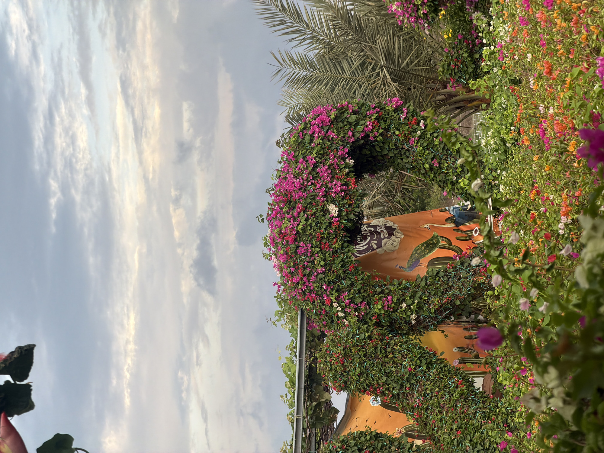 The image displays a vibrant and lush outdoor scene, likely a decorative garden or park. Dominating the composition are abundant bougainvillea-like flowers in shades of deep pink, magenta, orange, red, and white, intertwining with dense green foliage to form walls and archways.
Partially visible behind the floral arrangements is an orange or terracotta-colored wall, adorned with striking painted artwork. A prominent feature of this artwork is a stylized peacock with blue and green plumage, alongside darker green shapes that resemble cacti or desert plants. A decorative white pattern on a darker background can also be seen on the wall, suggesting intricate architectural or artistic details.
Date palm fronds are visible in the upper right and center left, indicating a warm, tropical climate. The sky, visible in the upper left, shows soft, scattered clouds, suggesting either early morning or late afternoon lighting. No specific activity or event is taking place, and no people are visible. The overall impression is one of natural beauty and carefully curated landscaping. There is no visible text in the image. The setting is consistent with a tropical location like Phước Hải, Vietnam.