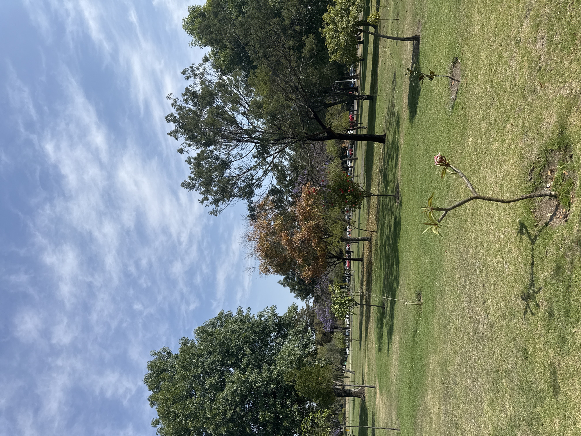 This image presents a serene outdoor scene of a park or a large grassy area under a bright, clear sky. The perspective is broad, capturing a wide expanse of green lawn dotted with various trees.
The upper portion of the frame is dominated by a light blue sky, adorned with thin, wispy white clouds that stretch horizontally across, suggesting fair and pleasant weather. The strong sunlight casts distinct shadows from the trees onto the grass, indicating it is daytime, likely mid-morning or afternoon.
The ground is covered in green grass, with some areas appearing slightly drier or less dense. Scattered throughout the landscape are numerous trees of different heights and foliage types. In the mid-ground, a row of mature trees includes those with dense, dark green leaves, and one prominent tree with reddish-brown foliage. Further back, hints of purple flowers, characteristic of jacaranda trees, can be observed among the greenery. In the foreground, particularly to the right, a slender, young tree with bare branches and a single pinkish-red flower bud or bloom at its top stands out, possibly a frangipani.
In the far background, beyond the line of trees, a road or parking area is partially visible, with several cars present, suggesting the park is situated near an urban or suburban setting.
There are no clearly discernible people engaged in any specific activities, contributing to the tranquil and peaceful ambiance of the park. No visible text is present in the image. The scene conveys a calm, natural environment, consistent with a sunny day in San Andrés Cholula, Mexico.