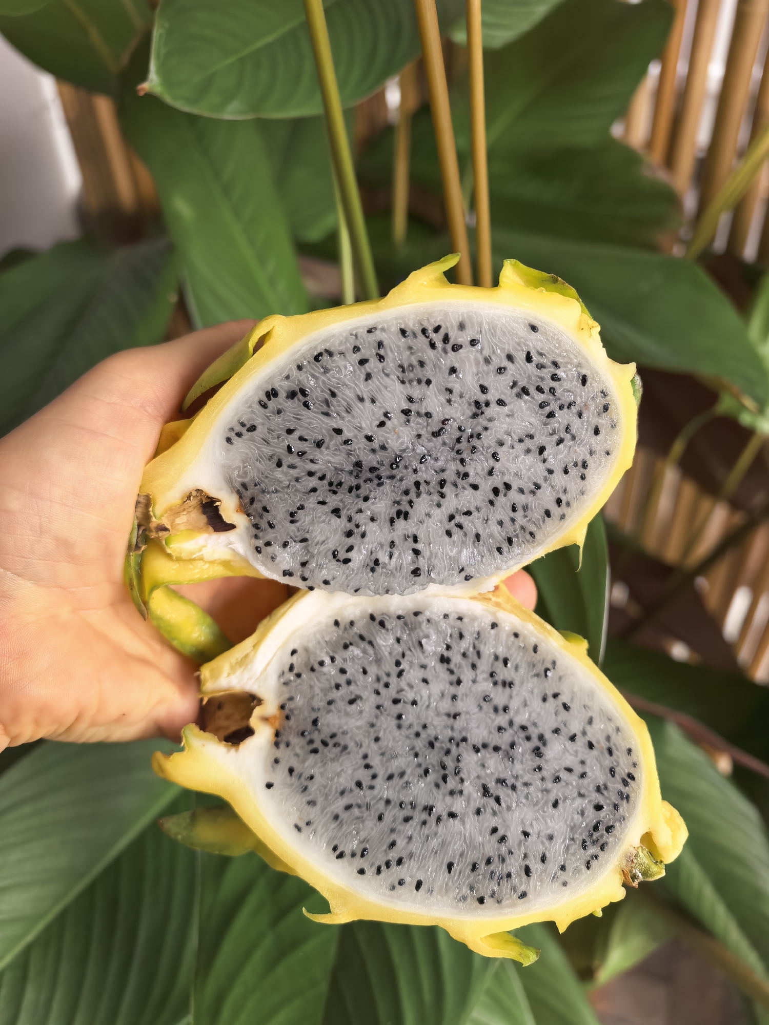 A person's hand holds a halved yellow dragon fruit. The fruit's flesh is white with numerous small black seeds. The background consists of lush green foliage and bamboo stalks, suggesting an outdoor or tropical setting. The scene is lit with natural light. This image does not provide any information that can link it to a specific location in the city of Ko Samui District, Thailand.