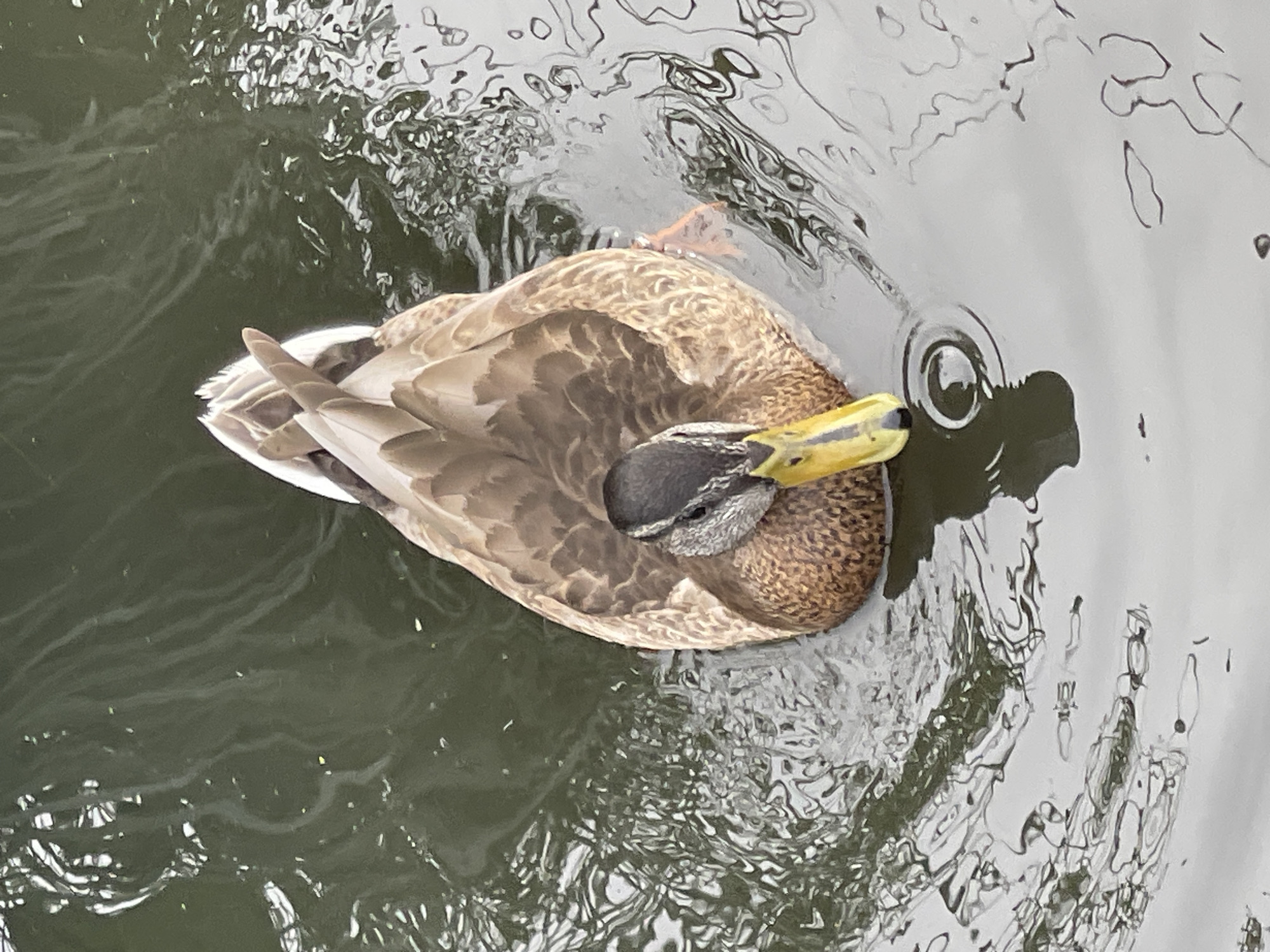 A mallard duck is swimming in murky water, close to the surface. The duck is facing the camera, with its head tilted down, suggesting it is either feeding or drinking. Its beak is a bright yellow, with a black tip. The duck's body is mottled brown and tan, with iridescent green and purple on its head. The water has ripples and reflections, indicating movement. The scene is likely in a park or natural area within Zelenogradsk, Russia, possibly a pond or lake. There are no people visible in the image.