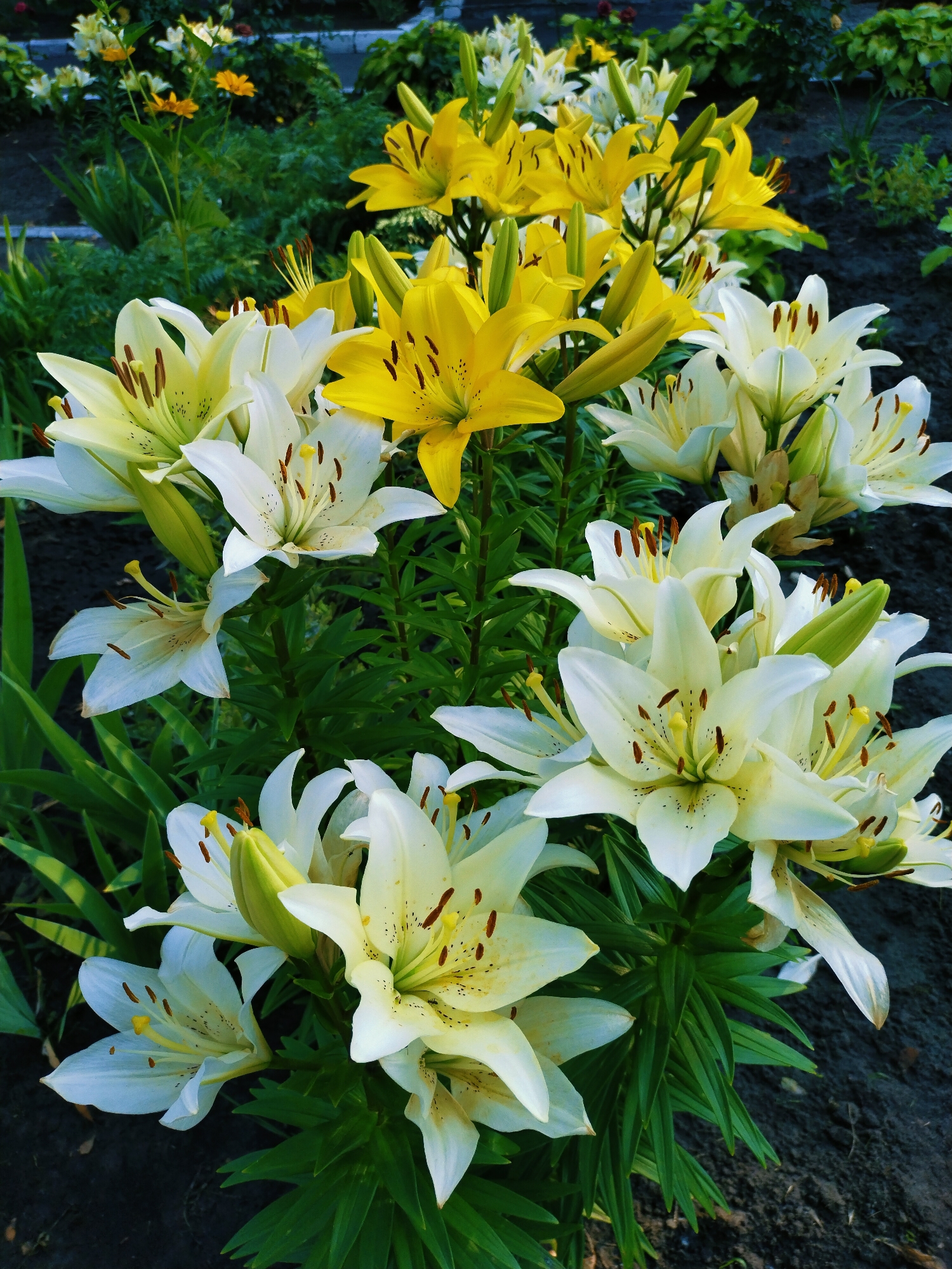 This is a close-up, eye-level outdoor photograph of a densely packed flowerbed filled with lilies. The lilies are predominantly white and yellow, with some appearing a pale cream color. The flowers are in various stages of bloom, with some fully open and others in bud. Each lily features six petals with prominent brown-speckled stamens tipped with yellow anthers. The leaves are dark green, long, and pointed. The background consists of dark soil and blurred greenery, suggesting a garden setting. The lighting indicates it is daytime, with sunlight casting shadows and highlighting the floral textures. The photograph does not contain any people or discernible urban structures that would definitively place it in Horishni Plavni, Ukraine.