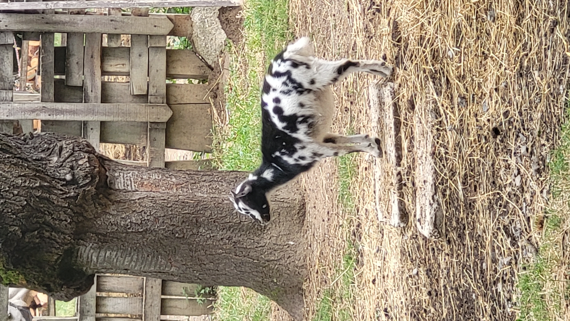 A young, black and white spotted goat stands on a patch of dry straw and dirt in front of a large tree trunk. The goat is facing left in profile, with its head slightly lowered. Behind the tree, a wooden fence is visible, constructed from vertical planks and horizontal slats. The ground is covered with straw, dirt, and some sparse green grass. The environment appears to be an outdoor enclosure, possibly a farm or petting zoo. The image quality is moderate, with a slight blur.
