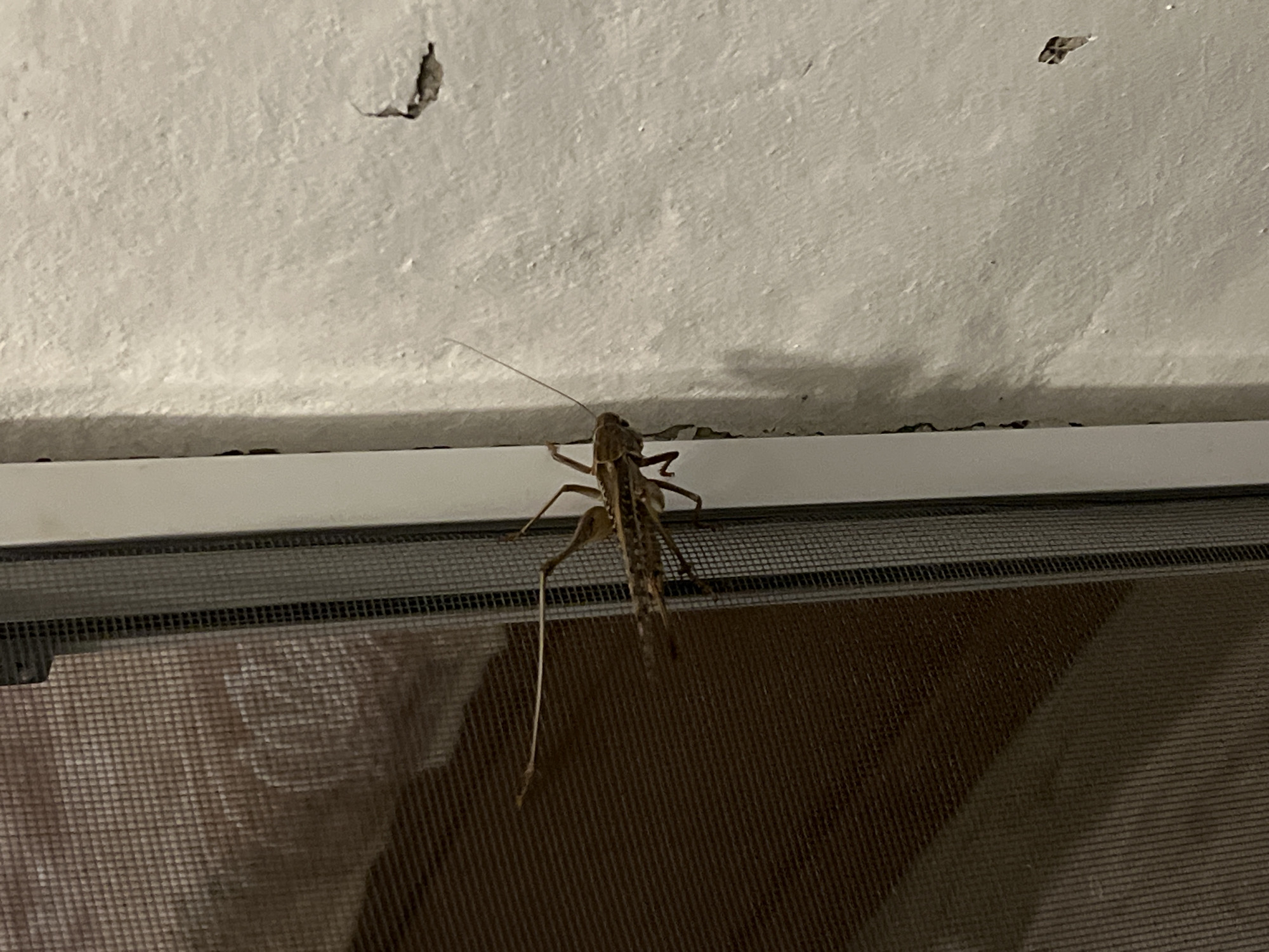 A light brown insect, resembling a grasshopper or katydid, is perched on a white wall next to a window screen. The insect has long antennae and appears to be in focus, with the background slightly blurred. The wall exhibits signs of wear, with some cracks and rough texture. The window screen is visible to the left of the insect, with a darker brown material behind it. The scene appears to be outdoors or in an area with natural light.