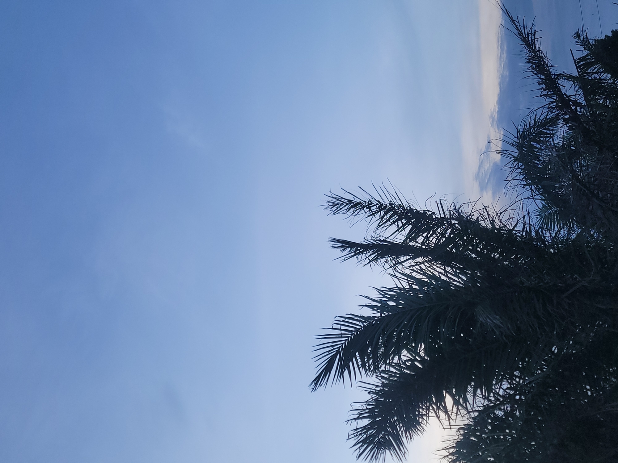 The scene, located in Barakin Akawo, Nigeria, depicts an outdoor environment dominated by a sky and the silhouettes of palm tree fronds. The upper two-thirds of the image feature a clear blue sky, which gradually lightens to a pale blue-grey towards the lower right horizon. Sparse, wispy clouds are subtly present across the upper sky, while a denser cluster of light grey clouds is visible along the lower right edge. The bottom half and sides of the frame are filled with the dark, jagged silhouettes of numerous palm fronds, indicative of a date palm or similar species. These fronds are sharply defined against the brighter sky, suggesting a low-angle light source positioned behind the foliage, consistent with either dawn or dusk. No human figures, animals, or artificial structures are discernible within the frame.