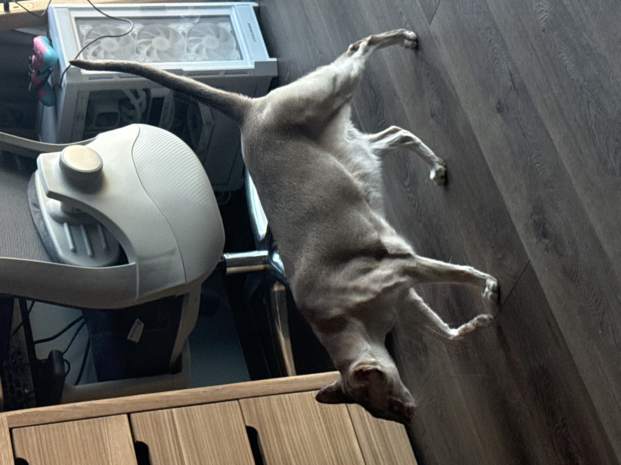 An indoor scene in Saint Petersburg, Russia, features a slender, short-haired domestic cat, likely of an Oriental Shorthair breed, with a light fawn or lilac-point coat. The cat is captured in mid-stride, moving from right to left across a dark wood laminate floor, with its head slightly lowered and its long, thin tail held erect and curved.
To the left of the frame, a segment of a light-colored wooden drawer unit, featuring integrated handle grooves, is visible. Behind the cat, an ergonomic office chair with a grey mesh back, light grey plastic frame, and a prominent circular control knob is positioned under a desk. Beneath the chair and desk, a cluster of dark cables and indistinct electronic equipment is discernible. Further right and behind the chair, a white computer tower with visible internal cooling fans (displaying "COOLER" at its base) stands. Resting atop the computer tower is a pair of athletic shoes, colored pink and light blue/teal. The room is illuminated by a light source from the right, creating shadows that add depth to the scene. The environment suggests a functional home office or study space.