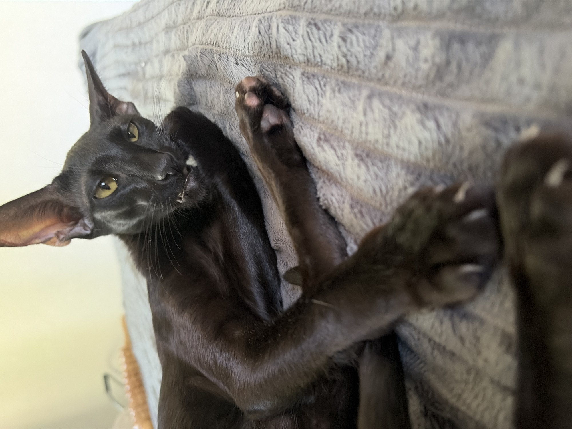 The image shows a black cat lying on a gray textured blanket or cushion. The cat has large ears, yellow eyes, and is looking towards the camera with its mouth slightly open, exposing its teeth. The cat's paws are visible, one on the blanket and another extended towards the camera. The background appears to be a wall or surface with a slight yellow tint. There's no indication of the image being taken in Chaikovsky, Russia.
