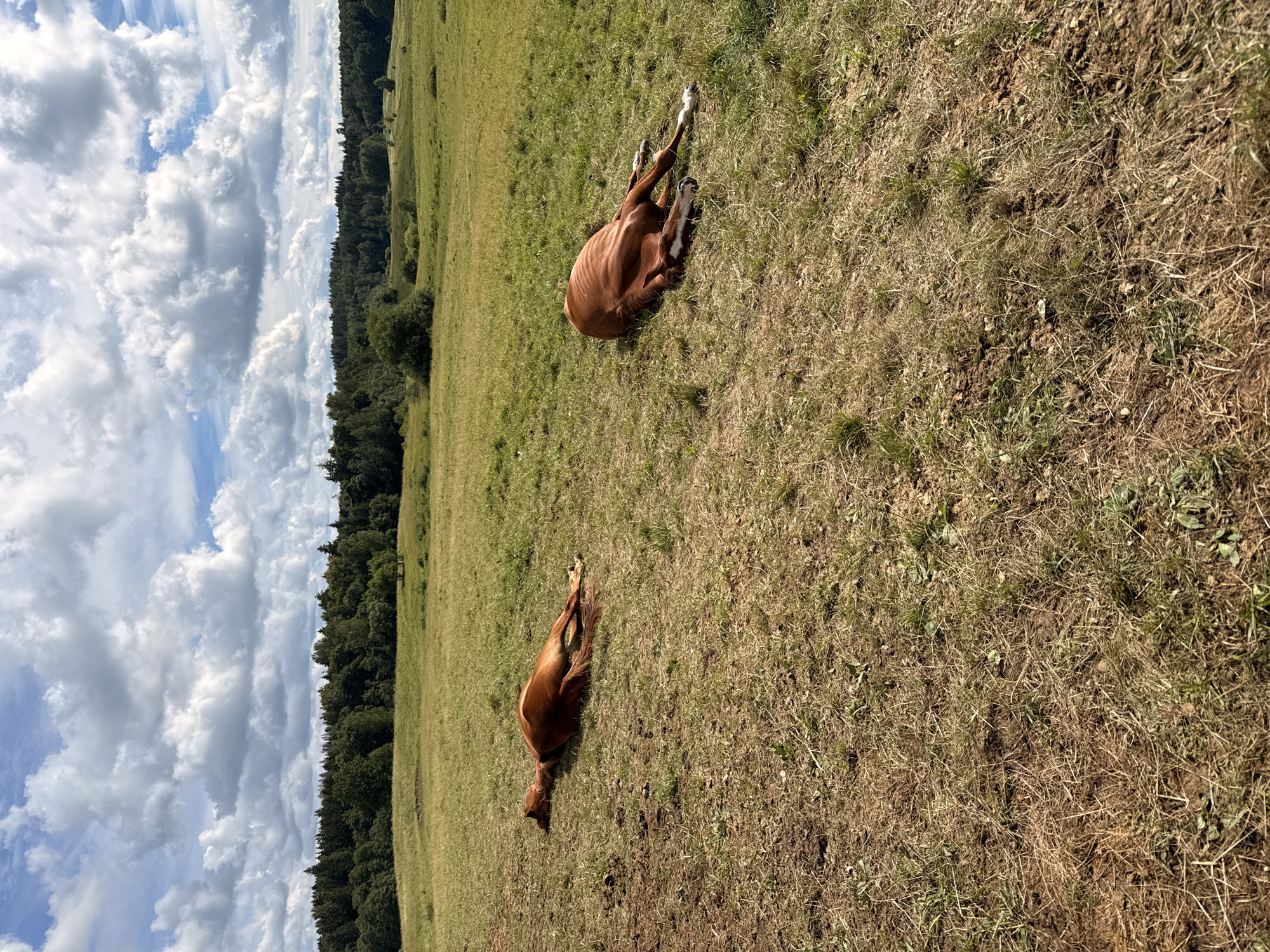 In Galinė, Lithuania, two brown horses lie on their sides in a grassy field under a partly cloudy sky. The horse on the left is positioned further away and is lying on its left side, facing left. Its head is down, and its legs are extended. The horse on the right is closer to the viewer and is lying on its right side, facing right. Its head is also down, and its legs are stretched out. Both horses appear to be resting or sleeping. The field is covered in dry, light brown grass and patches of green. In the background, a dense line of trees forms a dark green border against the horizon. The sky above is a bright blue with scattered, fluffy white clouds.