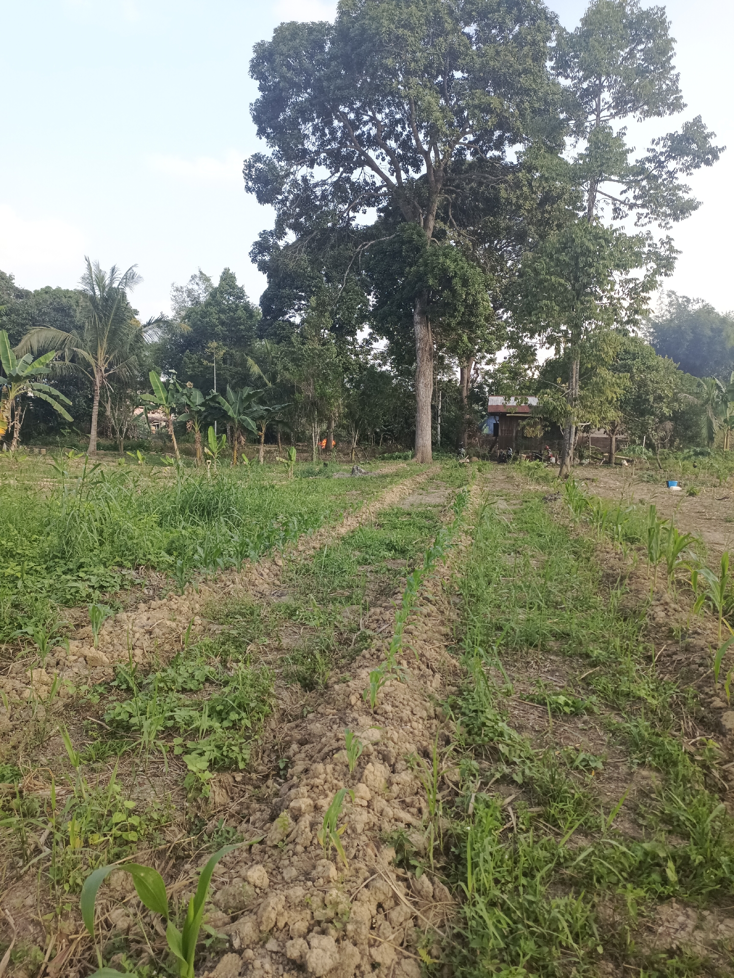 The image depicts an outdoor scene in Sangatta, Indonesia, featuring a cultivated field with rows of young corn plants. The field is characterized by reddish-brown soil with visible furrows. Various types of vegetation are present, including tall trees with dense foliage dominating the background, coconut palms, and banana trees. In the mid-ground, a small, rustic wooden house with a corrugated metal roof is visible, suggesting a rural or semi-rural dwelling. The sky is clear and pale. The overall impression is of an agricultural landscape.