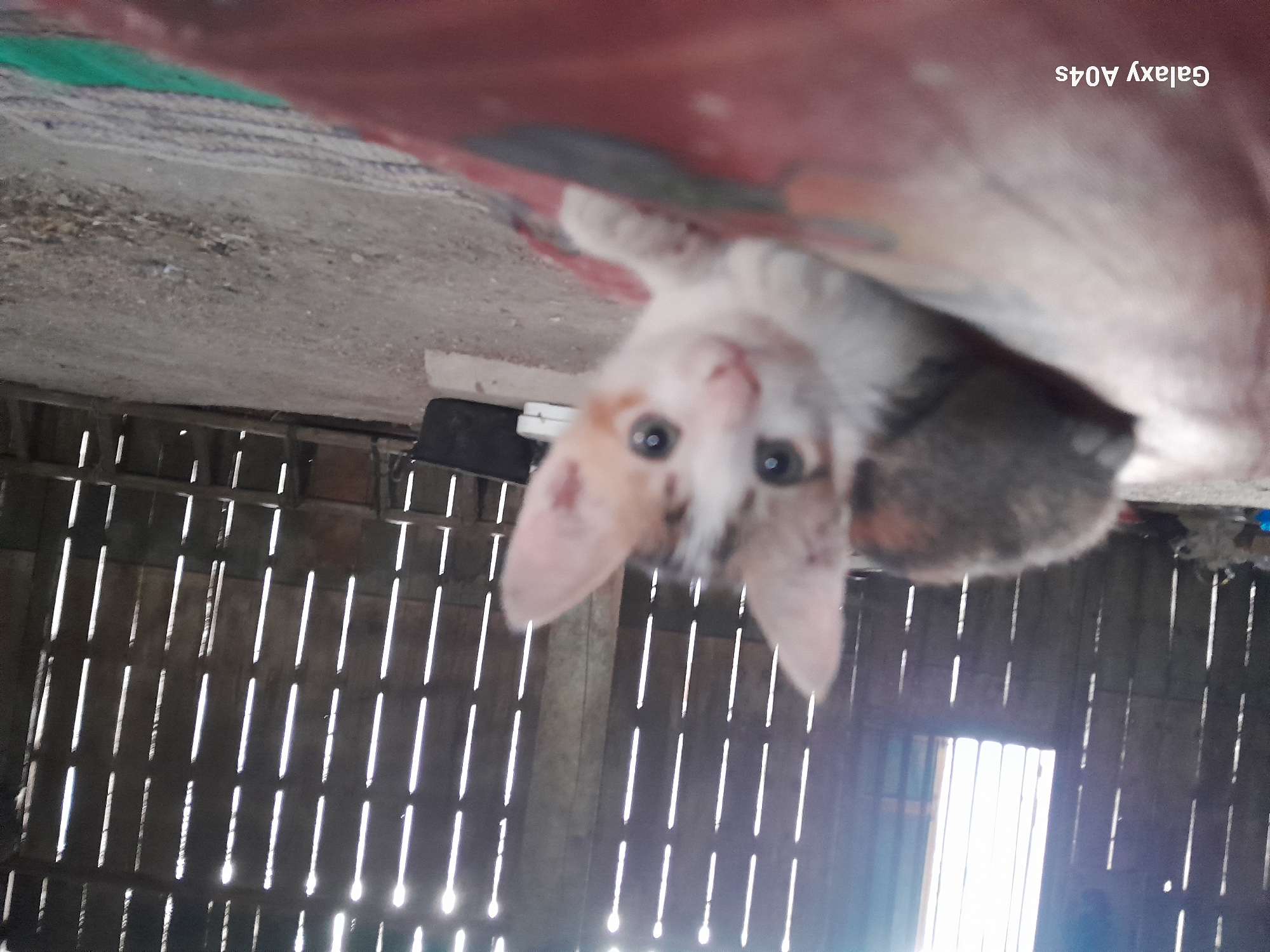 A kitten is lying on a red surface in what appears to be a barn. The kitten is tricolored with white, orange, and grey patches and has large, dark eyes. The background consists of a wooden wall with vertical slats, allowing sunlight to stream through in vertical lines. The floor is covered in dirt and debris. The text "Galaxy A04s" is visible in the lower left corner, indicating the device used to capture the image. The scene suggests a rustic, possibly rural setting. The location is specified as Pilangpayung, Indonesia.