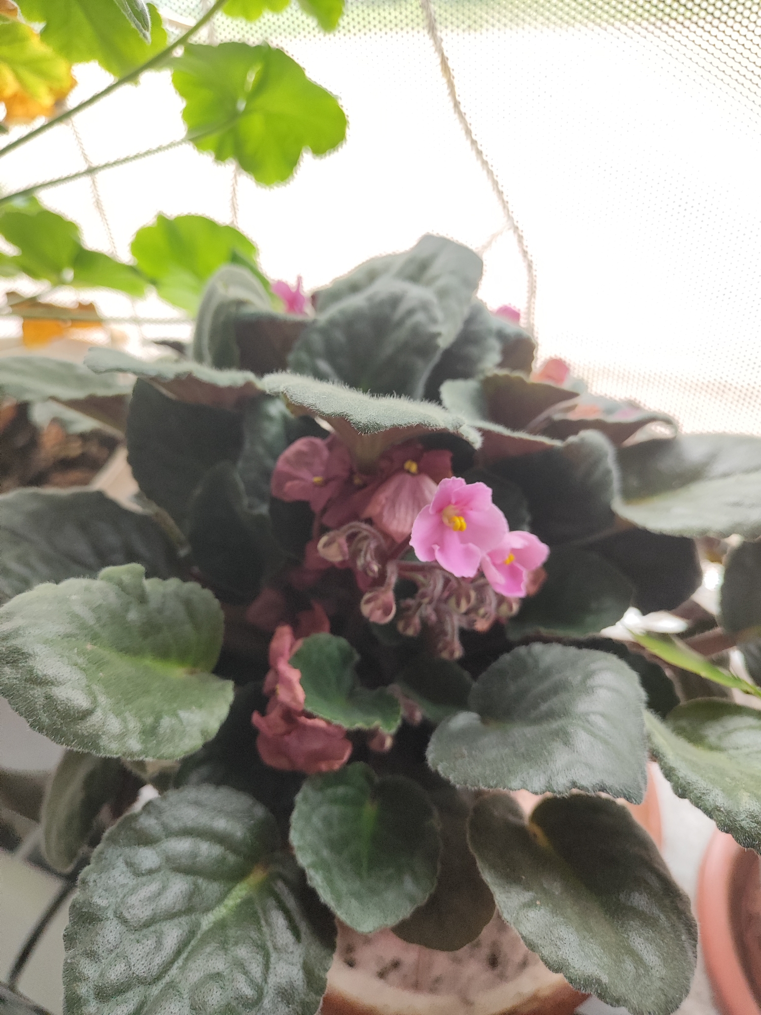 A close-up shot focuses on a potted African violet plant with deep green, velvety leaves and delicate pink flowers. The plant is situated near a window, suggested by the soft, diffused light filtering through a textured screen. The background is blurred, but appears to be an indoor setting with hints of other plants and a pot. The image captures the intricate details of the plant's foliage and the soft petals of its blooms, emphasizing its natural beauty.