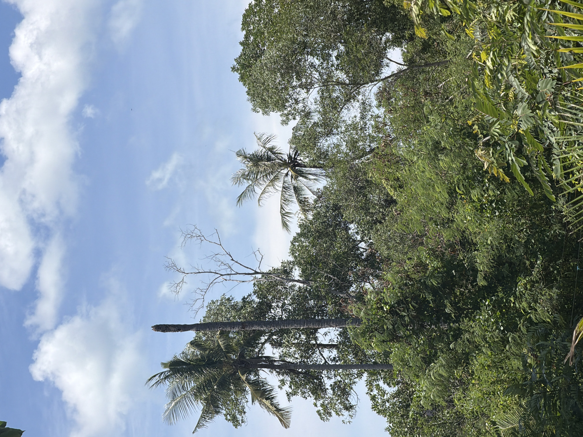 The image depicts a dense tropical forest canopy under a bright blue sky dotted with fluffy white clouds. In the foreground, lush green foliage dominates, with various types of leaves and branches creating a textured layer. Several tall trees rise above the undergrowth, including at least two prominent coconut palms with their characteristic fronds. One of the coconut palms appears to be dead, with only its tall, segmented trunk visible. A bare, skeletal tree with thin branches also stands among the greenery. The scene is characteristic of a natural environment, likely a rural or undeveloped area, and is consistent with landscapes found in places like Baan Bo Phut, Thailand, known for its tropical flora and coastal scenery. No people or specific man-made structures are clearly visible within the frame. The lighting suggests it is daytime, with bright sunlight illuminating the scene.
