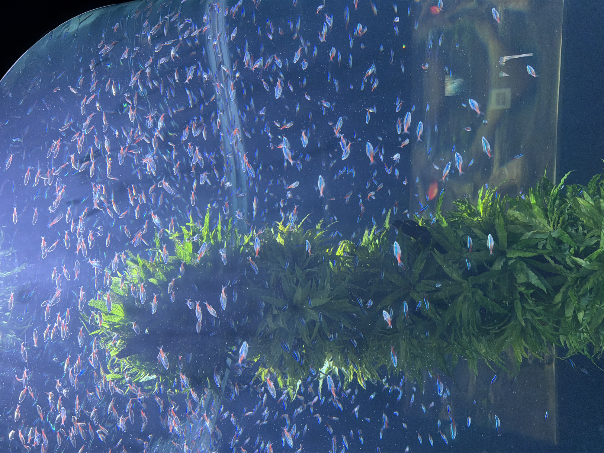 The image shows a large school of small, brightly colored fish, predominantly neon tetras, swimming in an aquarium. The fish have iridescent blue and red stripes. They are congregated around a large, densely packed clump of bright green aquatic plants in the center of the frame. The aquarium water appears clear and a deep blue, with some particulate matter visible, suggesting a naturalistic environment. The background is dark and blurry, with subtle light reflections on the curved glass of the aquarium, indicating it is a large exhibit. In the far background, a sign is visible on the aquarium wall, and a person's hand is visible in the bottom right corner. The scene is likely within the Loro Parque aquarium in Puerto de la Cruz, Spain, known for its extensive marine life exhibits.