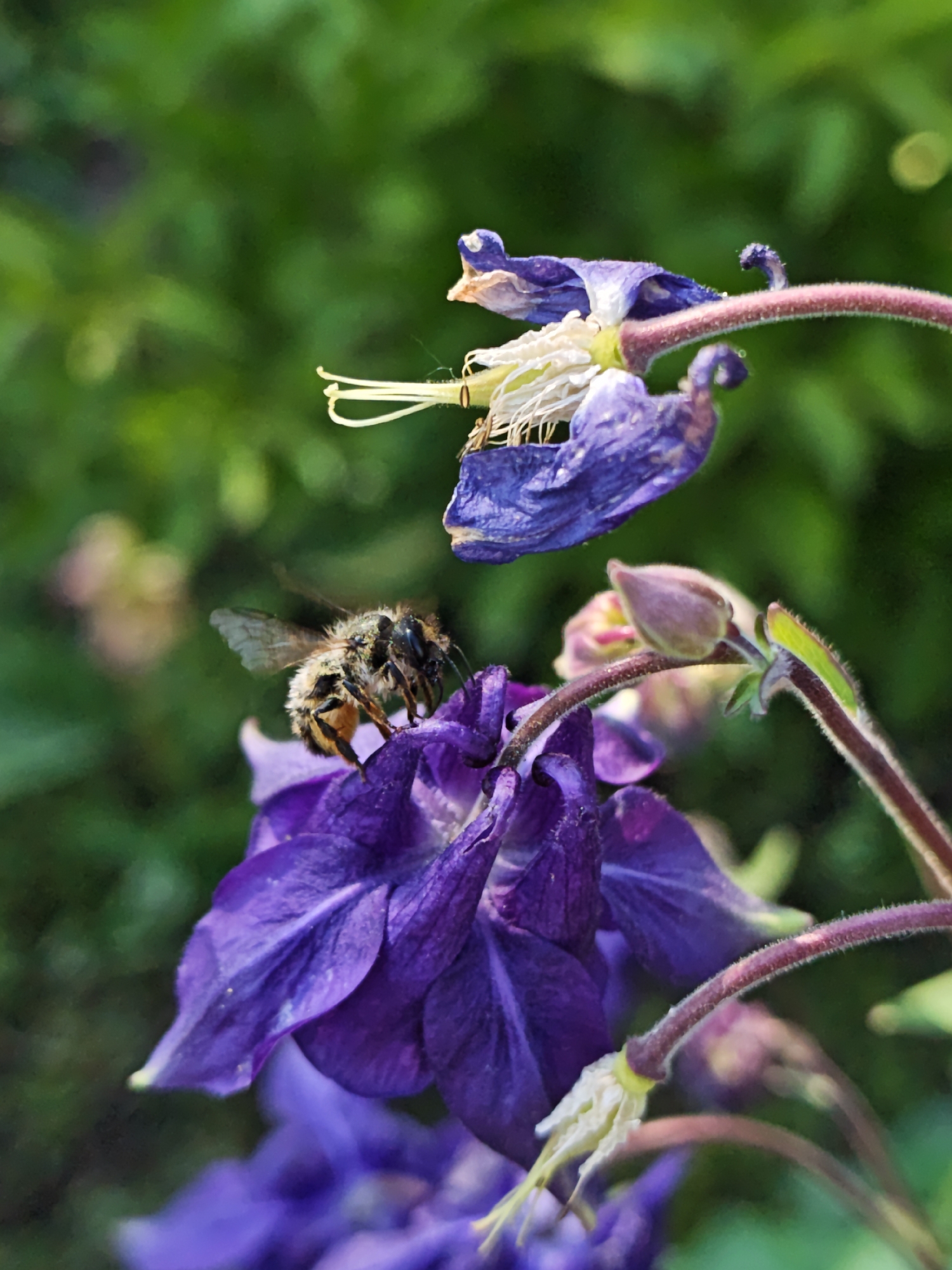 A close-up shot shows a bee positioned on a vibrant purple columbine flower, with another columbine bloom in the background. The bee is furry and appears to be gathering pollen. The purple petals of the flower are prominent, and there are stems with buds and some that are past bloom. The background is a soft, out-of-focus green, suggesting foliage. The photo captures a moment of natural interaction in a garden setting, but it's not possible to independently verify its specific location in Parkhomivka, Ukraine, or other specific details without additional information.