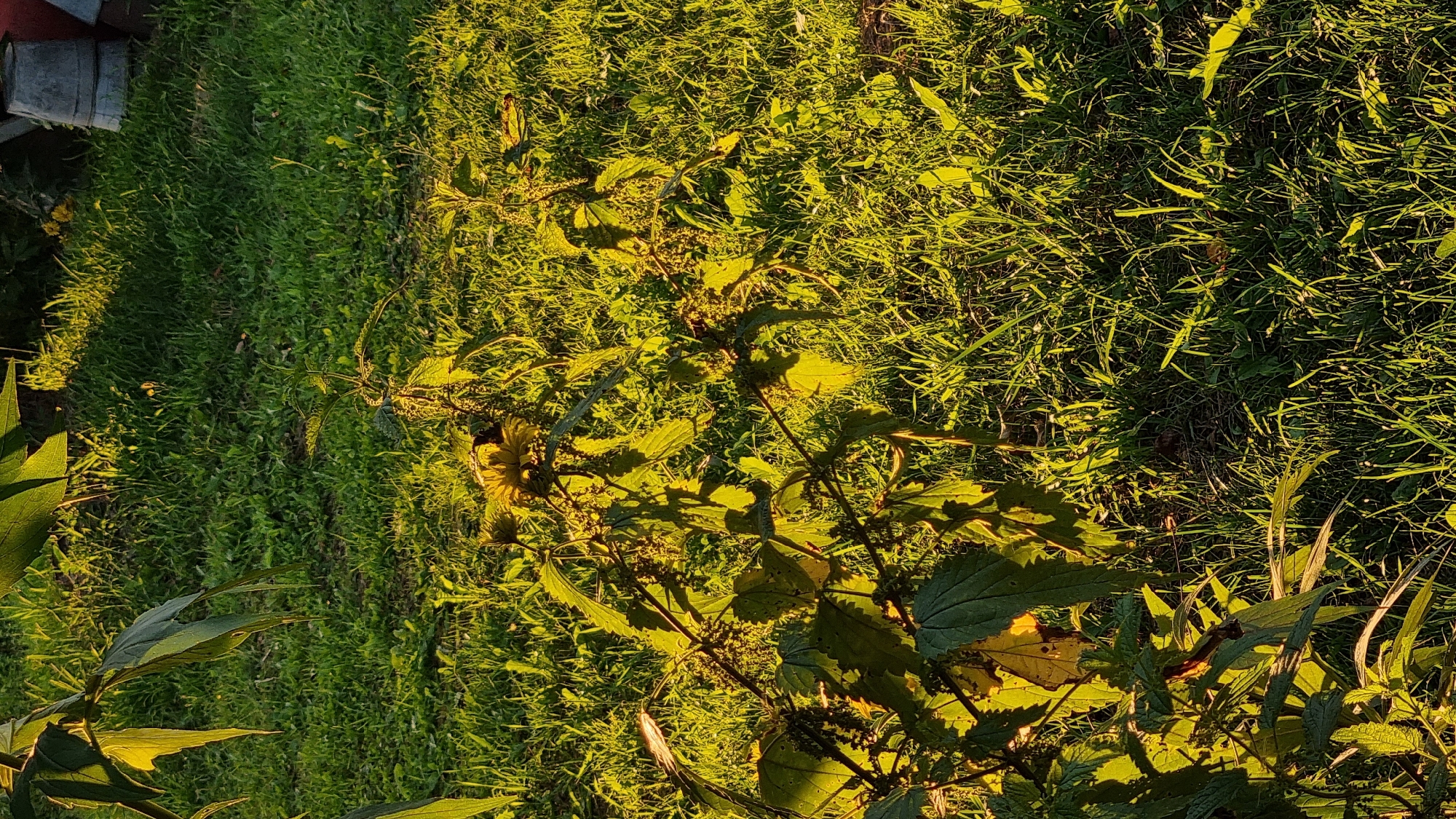 In the city of Vysokoe, Russia, a close-up shot captures a patch of tall, green grass illuminated by the warm glow of the setting sun. In the foreground, a leafy plant with dark seeds dominates the frame, its leaves a vibrant green against the sun-drenched background. The harsh sunlight creates a dramatic contrast, casting deep shadows across the scene and highlighting the textures of the grass and plant. The overall impression is one of a serene, natural environment bathed in the golden light of dusk.