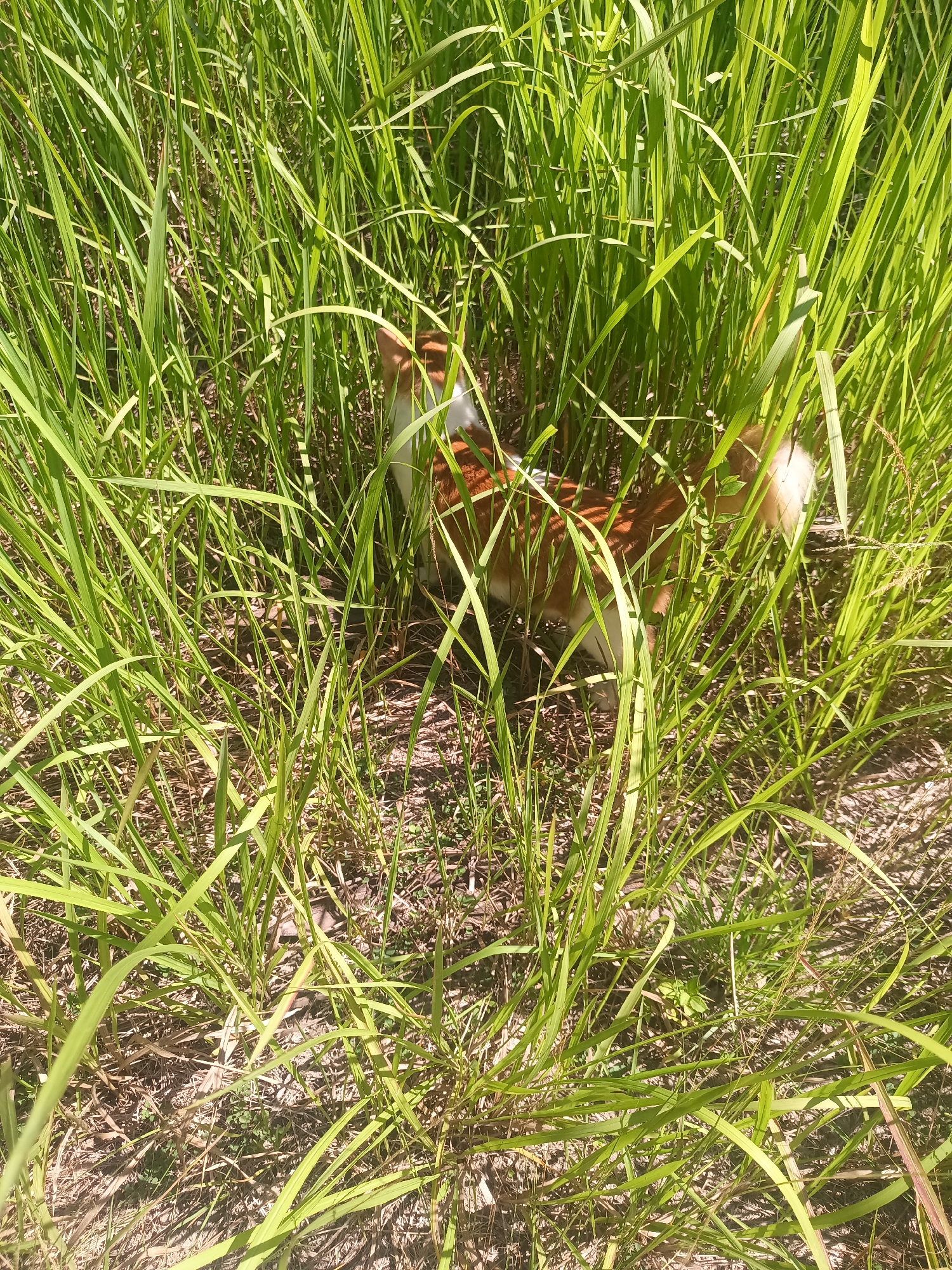 This image captures a domestic cat, partially obscured by tall, vibrant green grass, in what appears to be an outdoor, natural setting in Baan Thong Nang, Thailand. The cat's fur is a mix of orange-brown and white, visible in patches as it moves through the dense vegetation.
The primary subject is the cat, which is seen from a slightly elevated perspective, making its back, hindquarters, and part of its head visible. It is positioned with its head down, suggesting it might be sniffing, hunting, or simply exploring the ground amidst the grass. Its body is angled away from the camera, adding to the sense of movement and immersion in its surroundings.
The scene is dominated by abundant, unmanicured green grass, which is brightly lit by direct sunlight. The lighting creates distinct shadows, indicating a clear, sunny day, likely during the morning or afternoon. Beneath the grass, glimpses of dried leaves, soil, and small twigs are visible on the ground, suggesting a somewhat wild or less-trafficked area.
There are no people or visible text in the image. The setting evokes a sense of natural exploration and the simple pleasure of an animal interacting with its environment. The cat appears to be engaged in its activity, undisturbed.