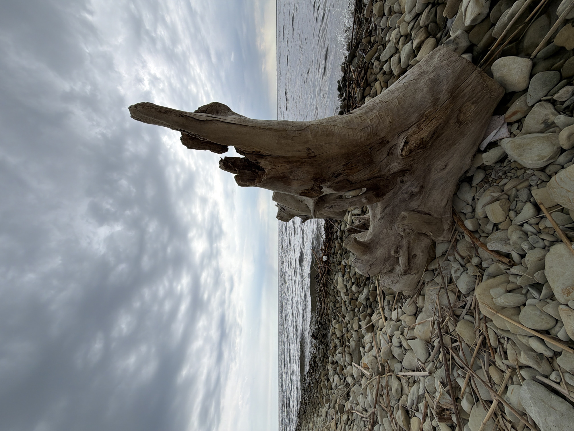 The image shows a weathered piece of driftwood on a rocky shoreline under a cloudy sky. The driftwood is large and light-colored, resting on a beach covered in smooth, gray stones and scattered twigs. The shoreline appears to be on the edge of a body of water, possibly a river or lake, with waves gently lapping at the shore. The sky is overcast with gray clouds. The scene has been identified as being located on the shores of the Volga River in the city of Kamyshin, Russia.