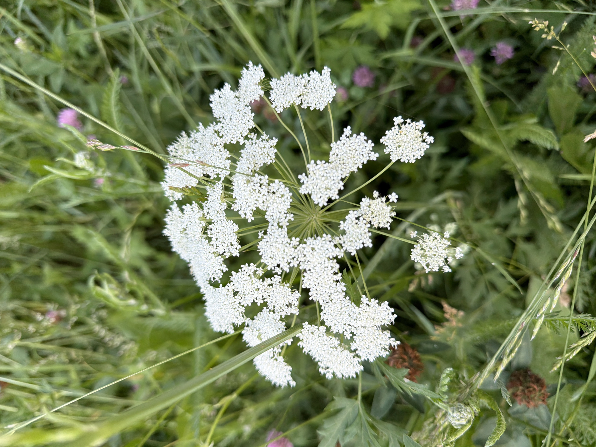 A close-up, top-down shot captures a cluster of white Queen Anne's Lace flowers with delicate, intricate blossoms. The flowers are set against a blurred background of lush green foliage and grass, with hints of pink clover visible in the distance. The natural lighting suggests an outdoor setting during the daytime. The image appears to be taken in a field or meadow in Semiluki, Russia.
