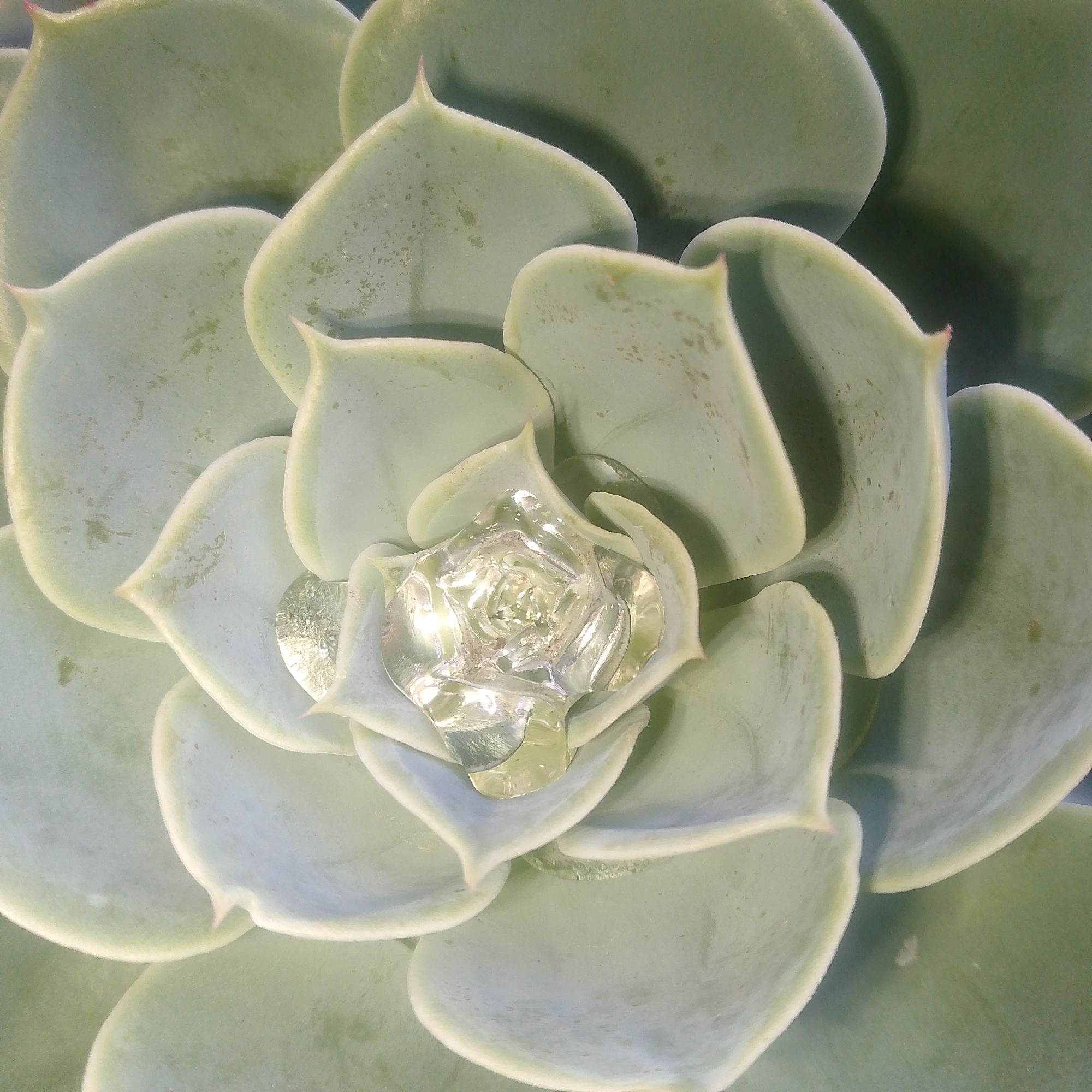 The media file presents a vibrant, close-up, top-down view of a succulent plant, specifically an Echeveria, likely thriving in Jos, Nigeria. The plant is characterized by its numerous fleshy, pale green to bluish-green leaves arranged in a tight, symmetrical rosette pattern. Each leaf is thick and smooth, exhibiting subtle reddish or pinkish hues at its tips.
A notable feature is the collection of clear, glistening water droplets nestled within the center of the rosette and between the innermost leaves. This accumulation suggests recent rainfall or watering, showcasing the plant's natural ability to hold moisture. The water beautifully reflects ambient light, creating bright highlights that contrast with the muted tones of the leaves.
The lighting appears bright and natural, indicating daytime conditions, with soft shadows that emphasize the three-dimensional structure of the plant. There are no people visible, nor any discernible text within the image. The scene captures the serene beauty and intricate natural patterns of the succulent, appearing healthy and well-hydrated.