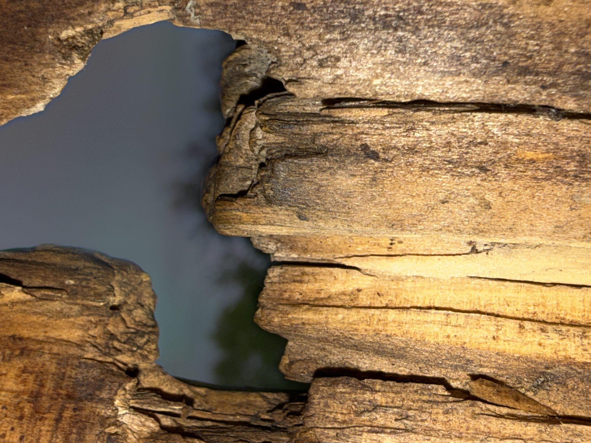 The image depicts a close-up view of weathered wood with a hole through it, against a grey background. The wood exhibits rough texture and cracks. No people, specific actions, or environmental details beyond the wood are discernible. The location in Nizhnyaya Chermoda, Russia is irrelevant as the image could have been taken anywhere and does not depict that.